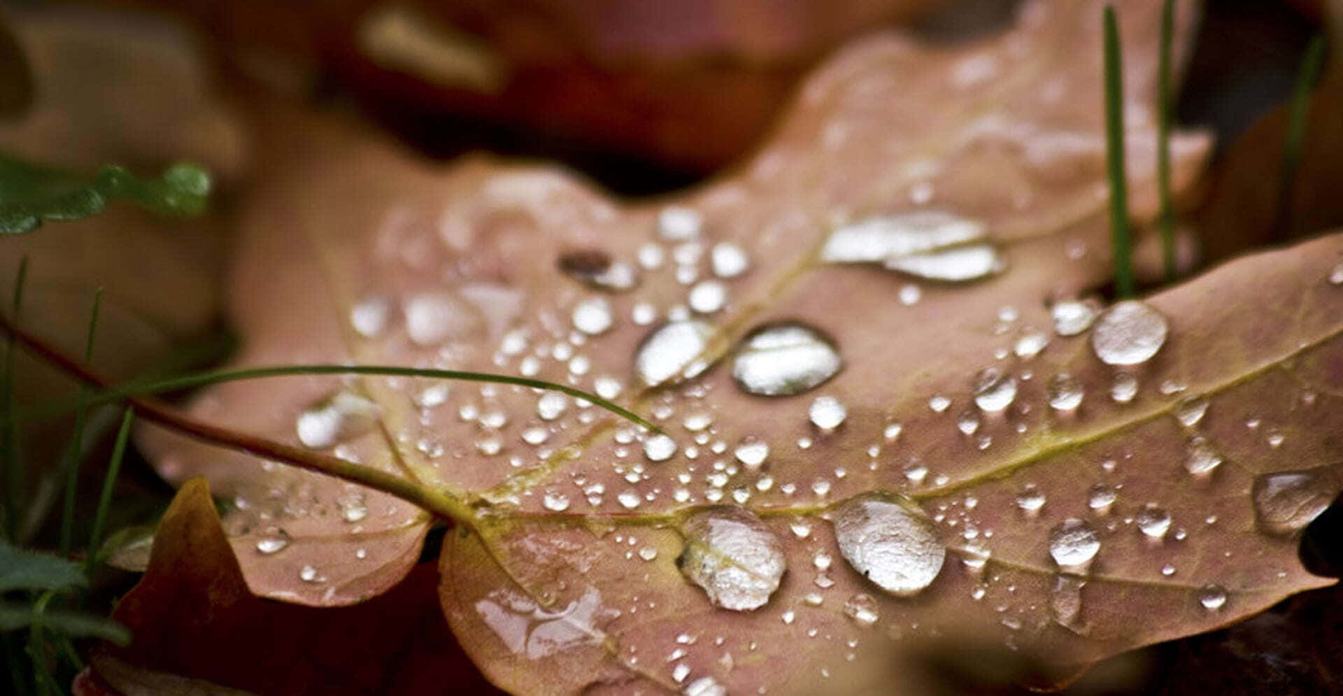 Fall Dew 桌布 壁紙 — 特寫鏡頭：一片棕色楓葉在模糊的草地背景下閃爍著清澈的水珠。