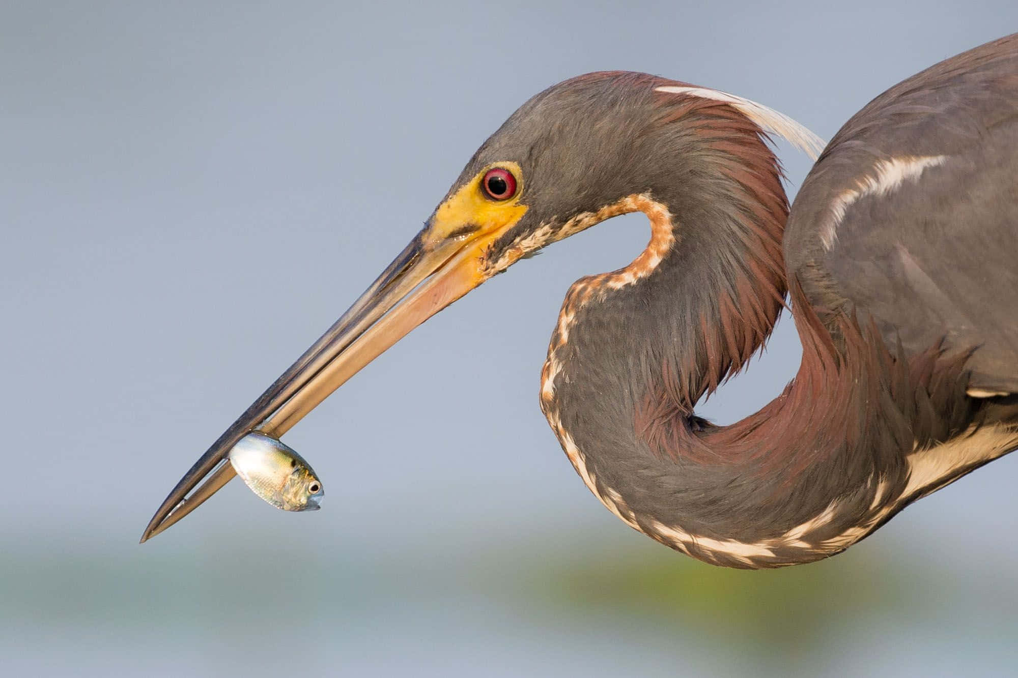 Heron 桌布 壁紙 — 特寫鏡頭，一隻三色鷺鳥用長喙叼著一條小銀魚，背景柔和模糊。