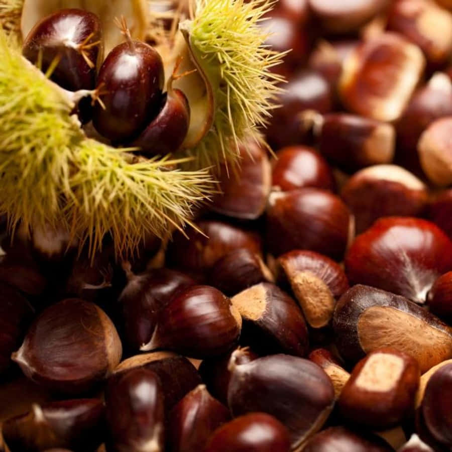 Chestnut 桌布 壁紙 — 特寫鏡頭：光澤的栗子從帶刺的綠色外殼中溢出，帶有溫暖的秋日色調。