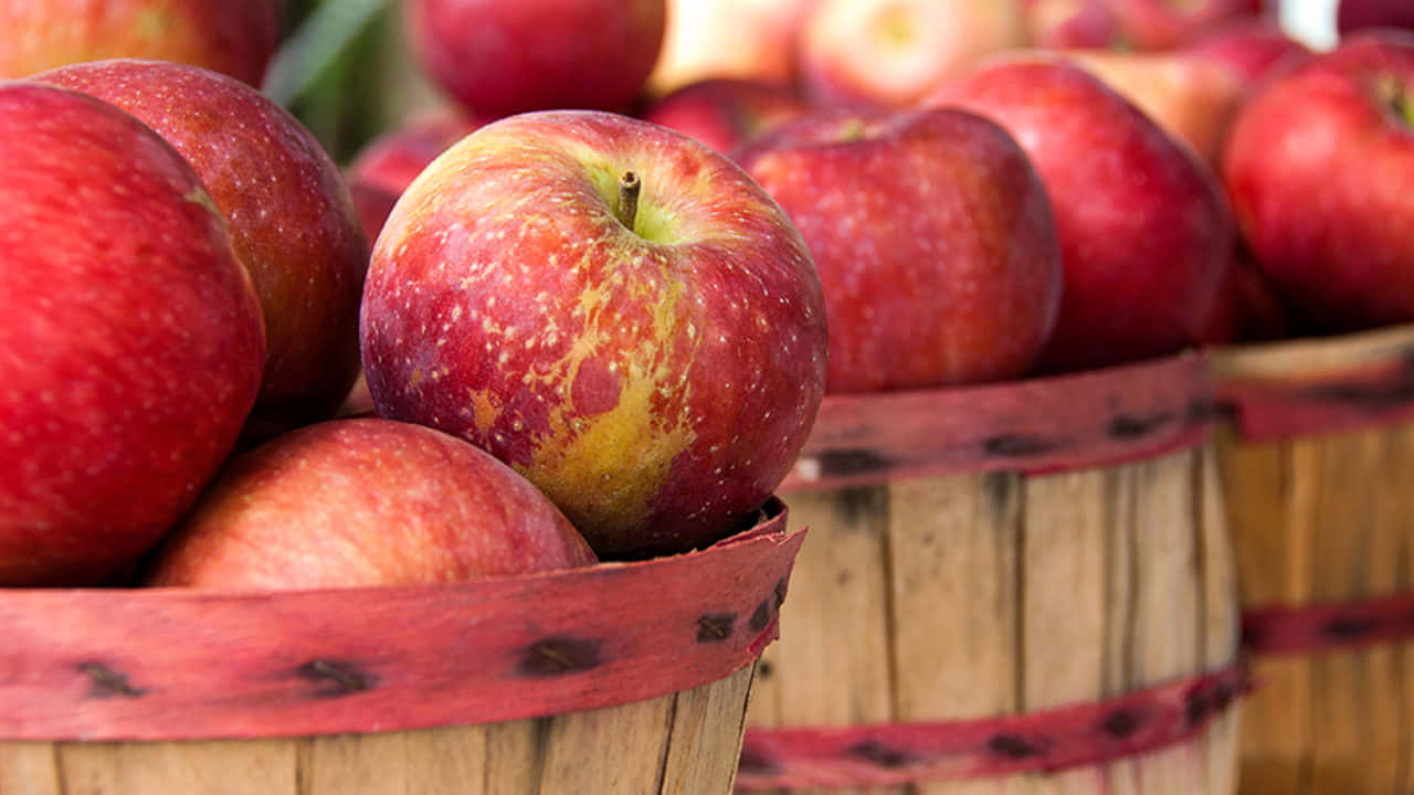 Fall Apples 桌布 壁紙 — 特寫鏡頭：光澤紅蘋果帶有黃色斑點，安放在以紅色帶子捆綁的質樸木籃中。
