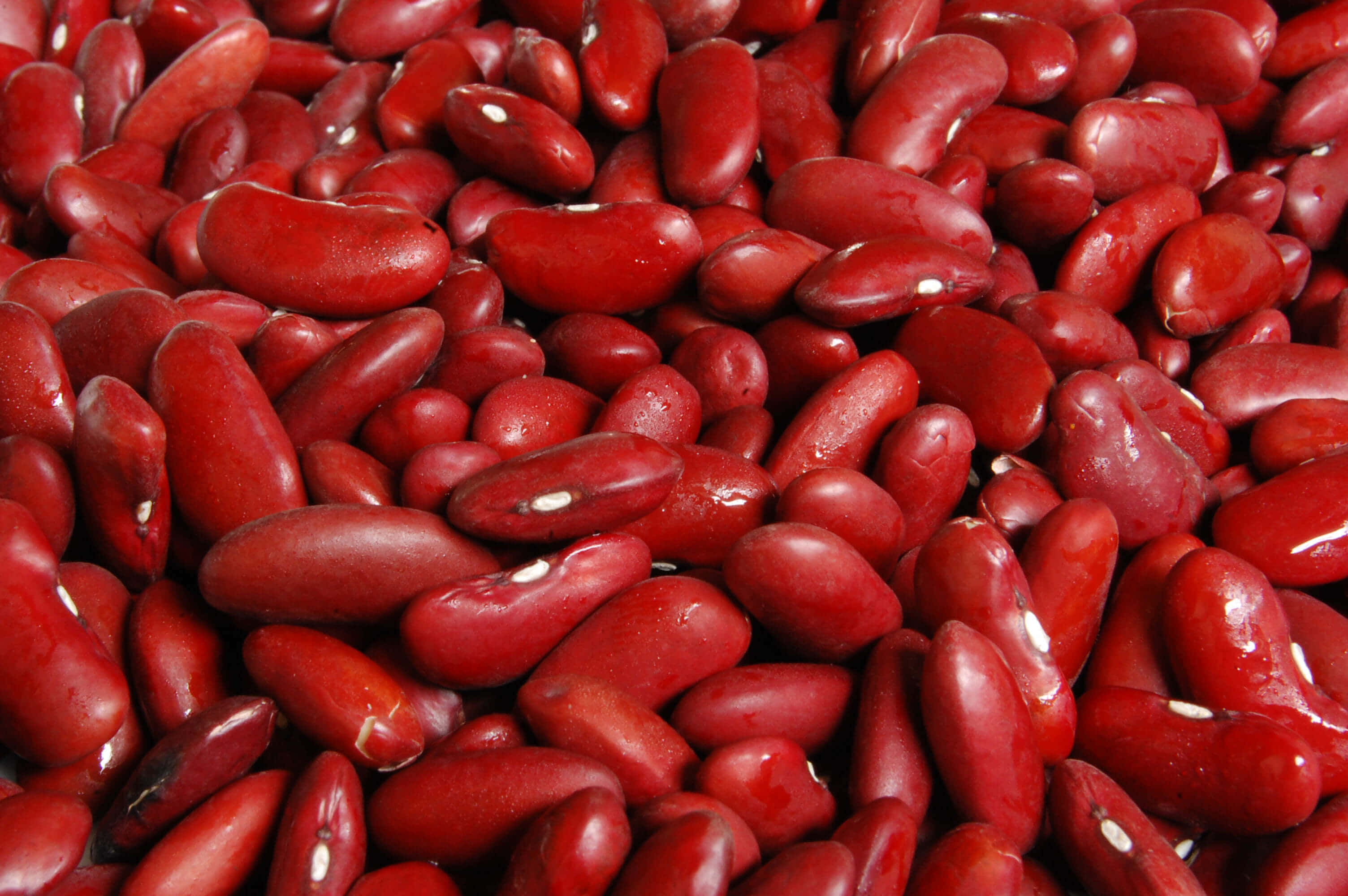 beans 桌布 壁紙 — 特寫鏡頭，呈現光澤深紅色的芸豆，白色種臍密集散佈在畫面中。