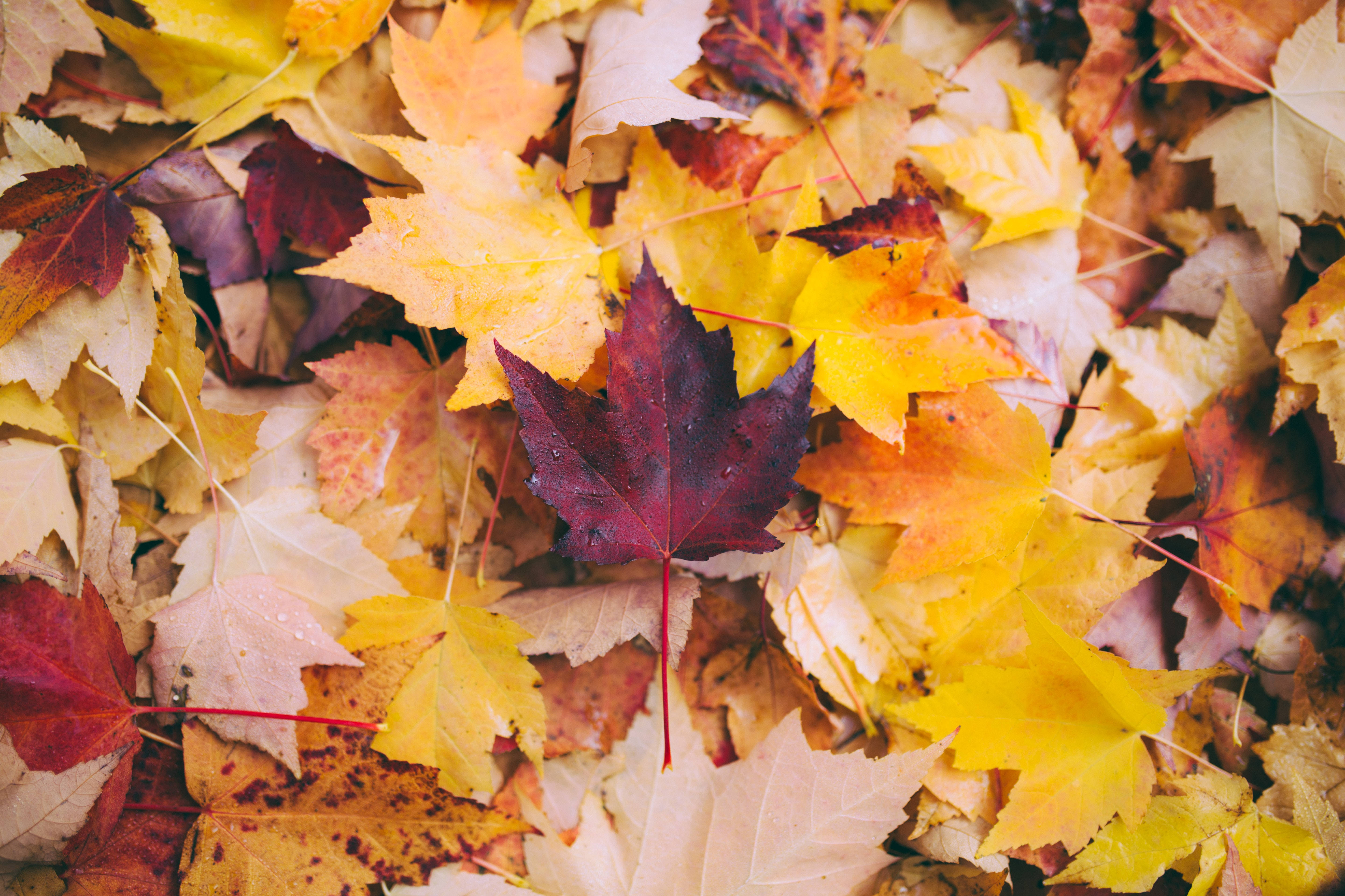 Autumn Leaves 桌布 壁紙 — 特寫鏡頭，呈現散落在地面上的鮮豔秋葉，色調包括黃色、橙色和深紅色。