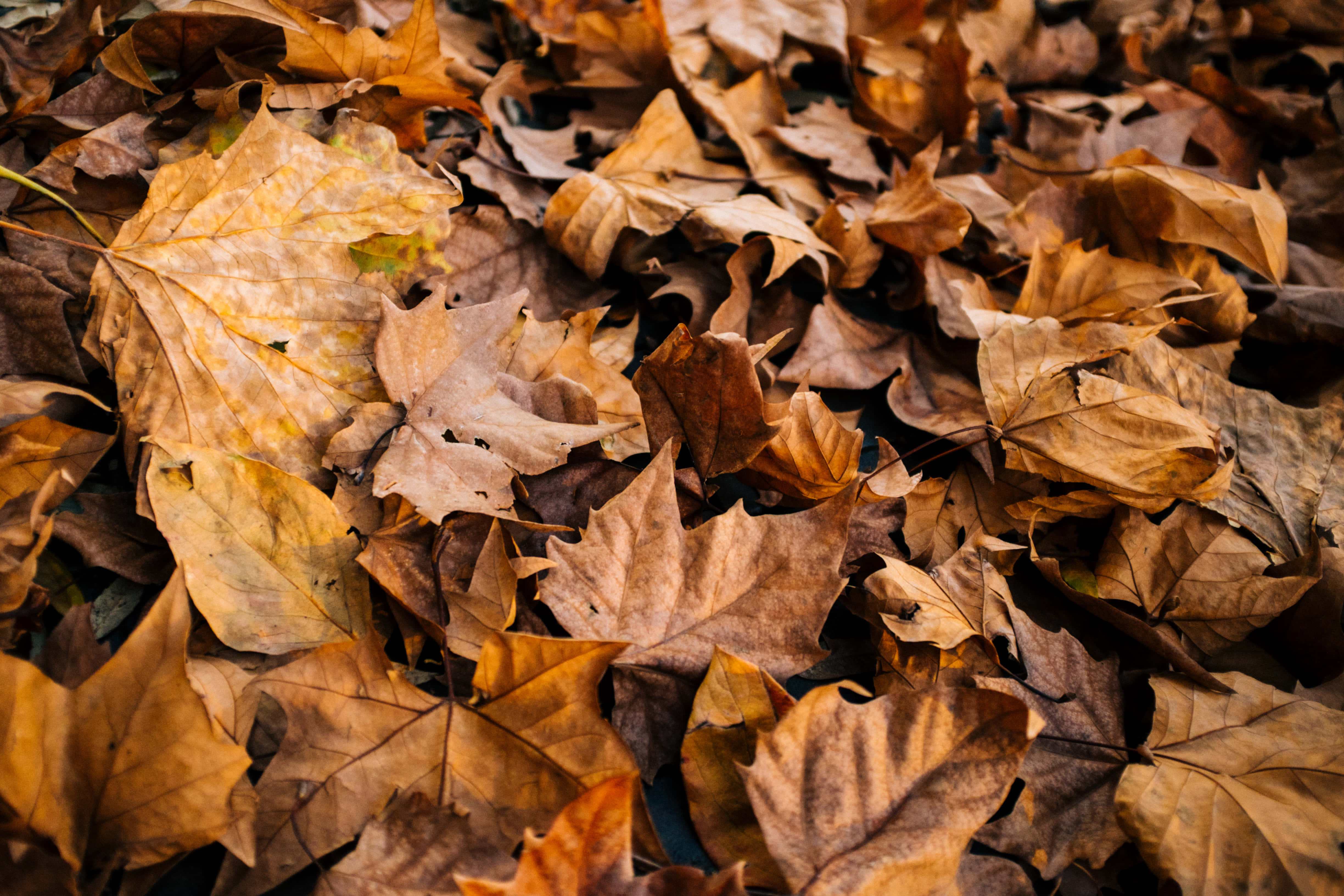 Leaves 桌布 壁紙 — 特寫鏡頭：在清爽的秋日光線下，森林地面上鋪滿一層密集的金棕色楓葉地毯。