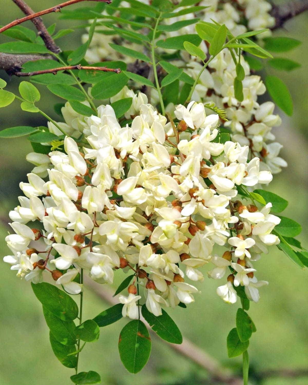 Black Locust 桌布 壁紙 — 特寫鏡頭，奶油白色花朵在樹枝上密集盛開，襯托著鮮綠葉片，背景是柔和模糊的自然景色。
