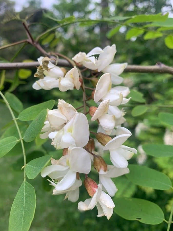 Black Locust 桌布 壁紙 — 特寫鏡頭，嬌嫩的白花在樹枝上盛開，襯托著鮮綠的葉子，背景是柔和模糊的森林。
