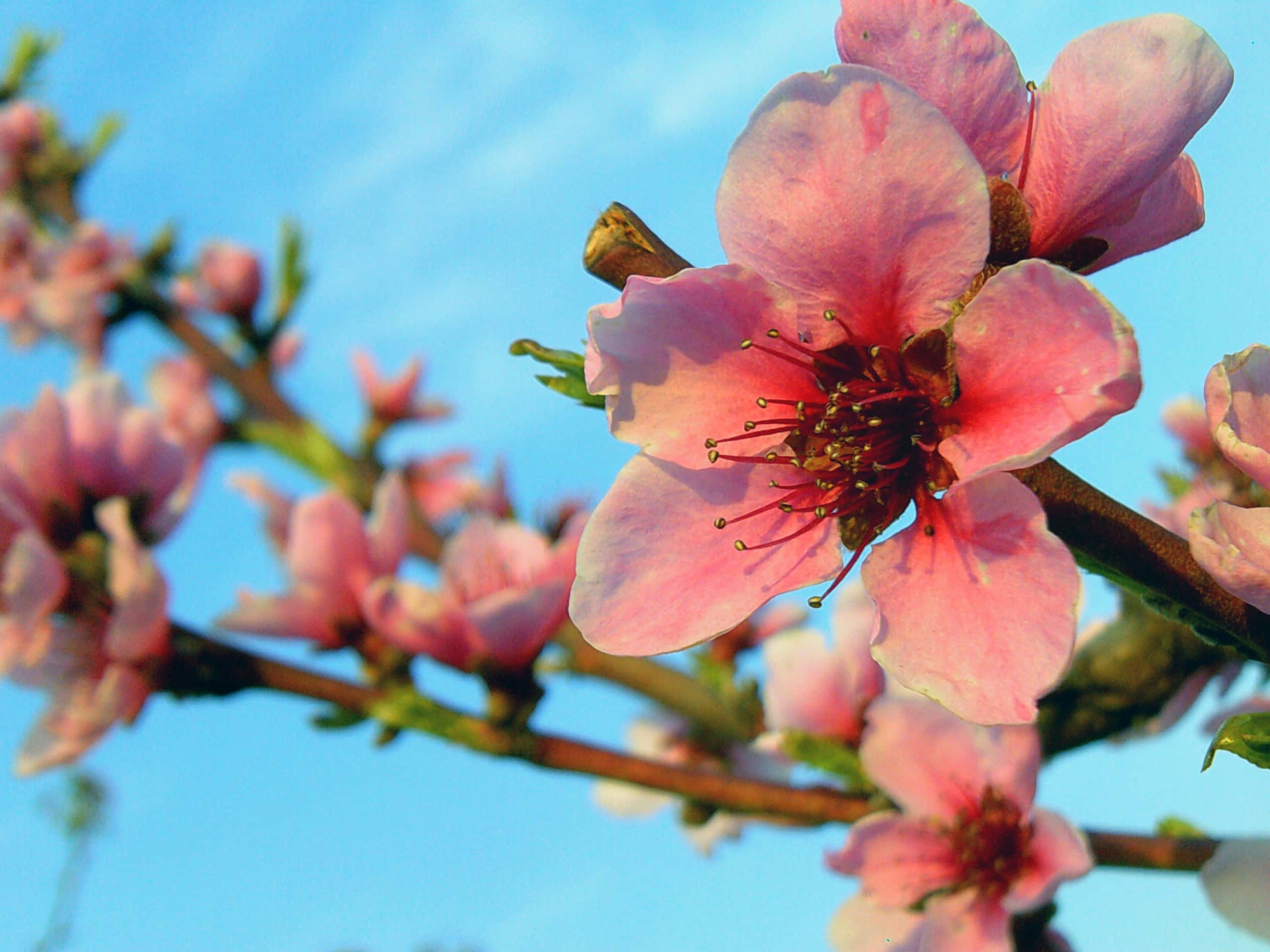 Spring Bloom 桌布 壁紙 — 特寫鏡頭：嬌嫩的粉紅色桃花在枝頭盛開，映襯著清澈的藍天。