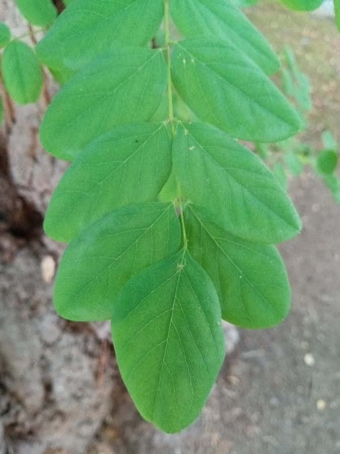 Black Locust 桌布 壁紙 — 特寫鏡頭，展示帶有清晰葉脈的鮮綠色複葉，背景是模糊的樹幹和泥土。
