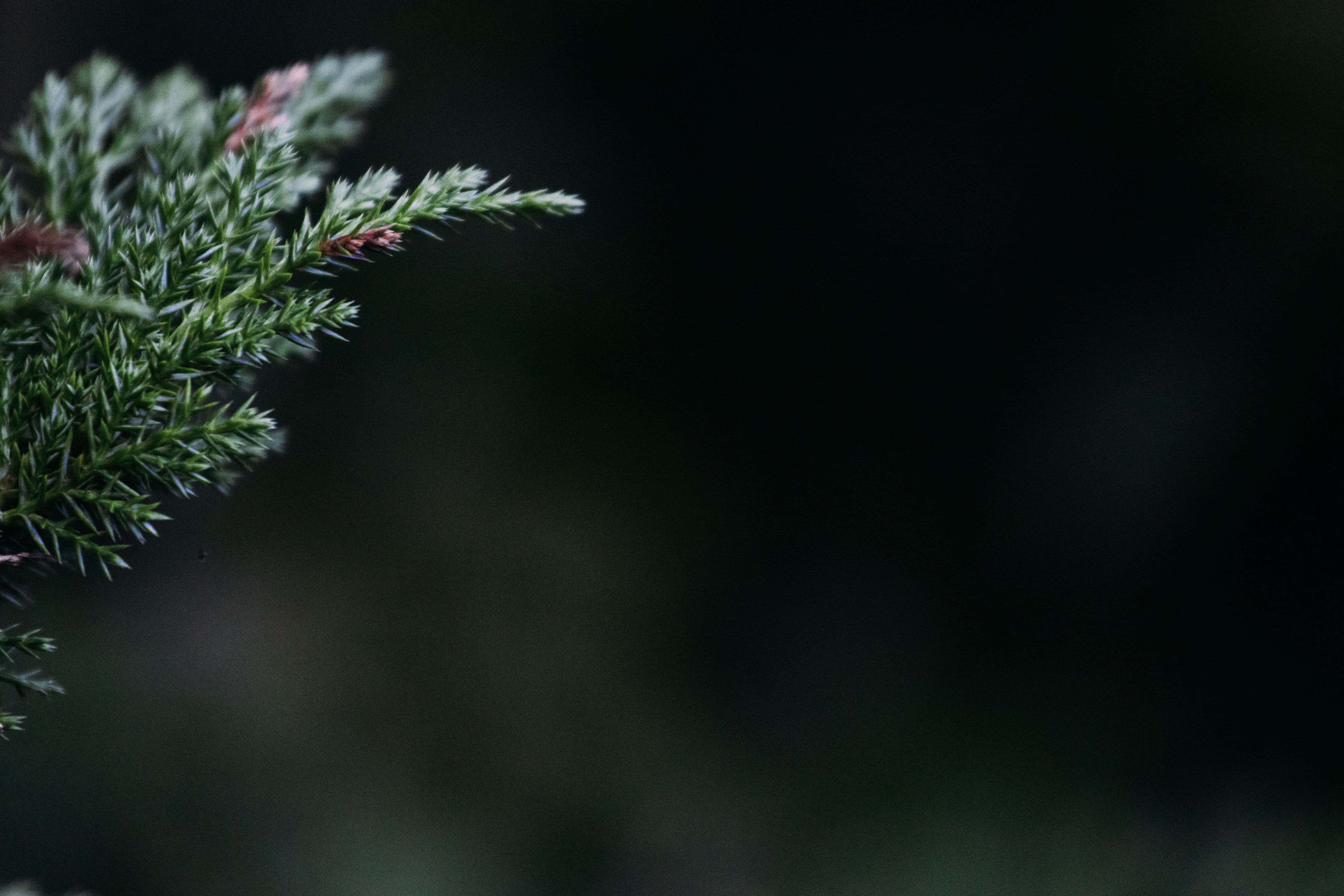Dark Christmas 桌布 壁紙 — 特寫鏡頭，拍攝鮮綠色針葉樹枝條，帶有尖銳針葉，背景為深色模糊效果。