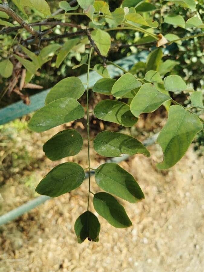 Black Locust 桌布 壁紙 — 特寫鏡頭：樹枝上鮮綠的複葉，柔和陽光穿過葉片灑落。