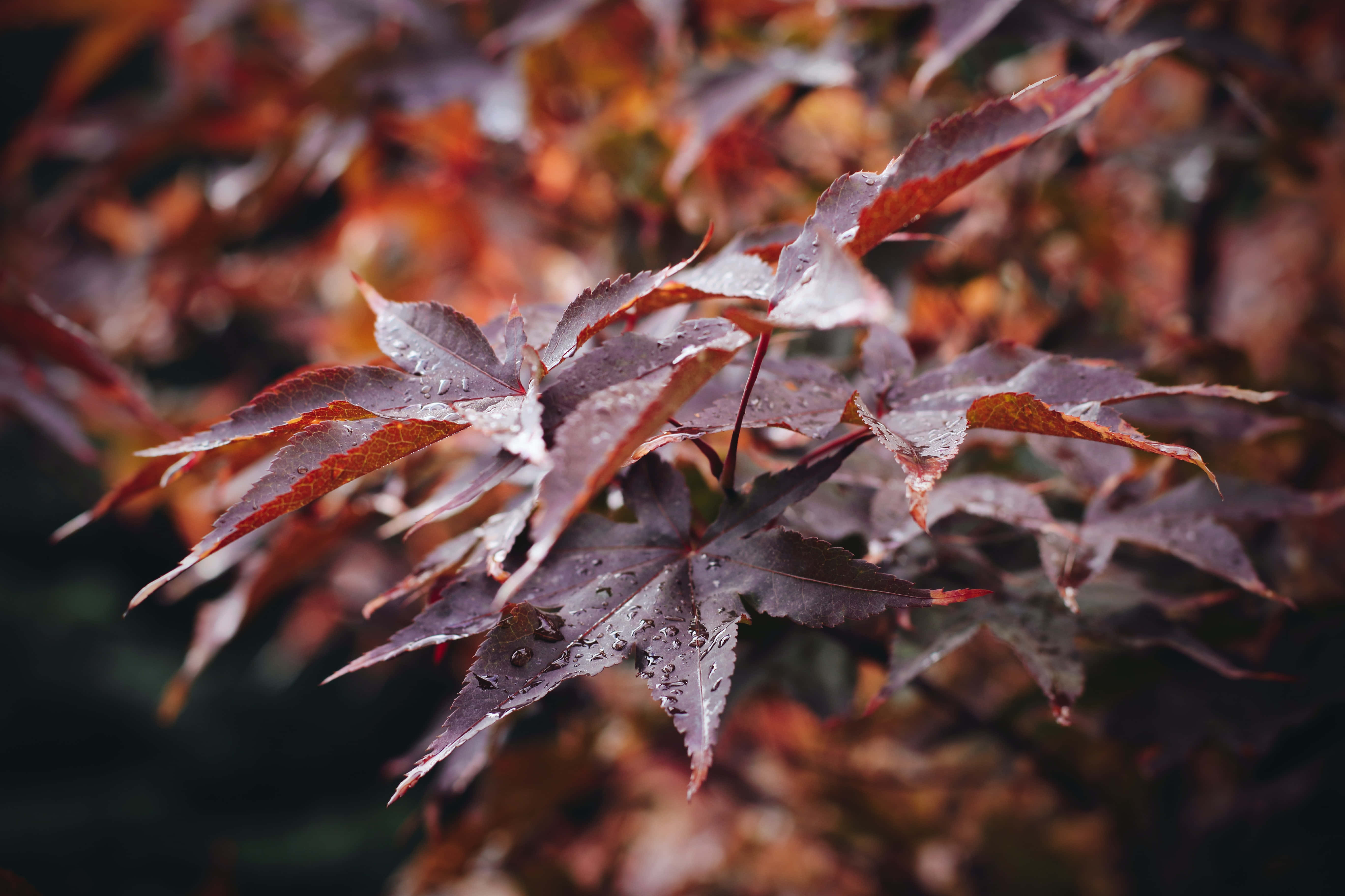 Fall Rain 桌布 壁紙 — 特寫鏡頭：沾滿露珠的深紅色楓葉，在模糊的秋日背景下柔和發光。
