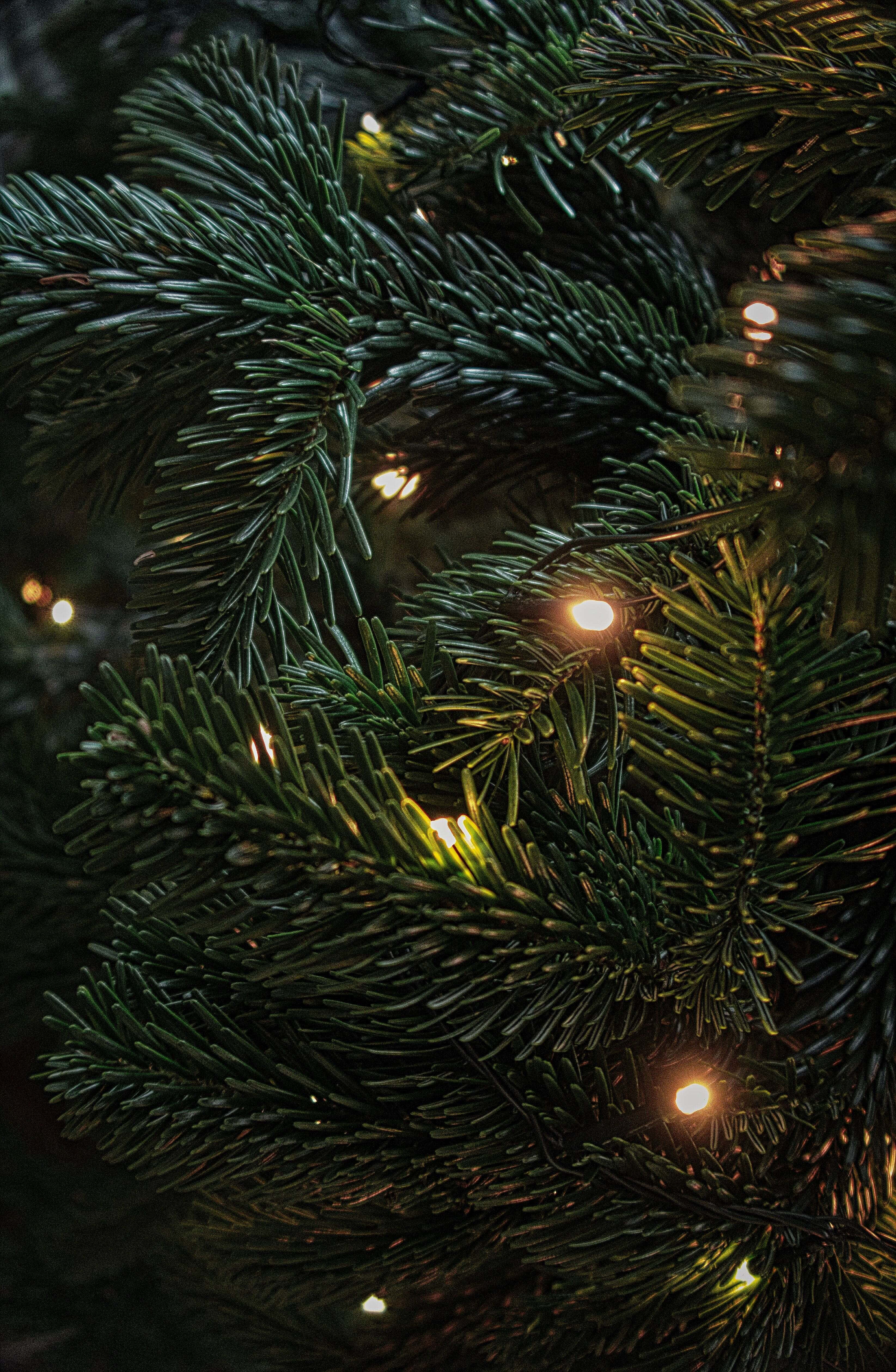 Dark Christmas 桌布 壁紙 — 特寫鏡頭：深綠色松樹枝條點綴著溫暖發光的童話燈，背景模糊。