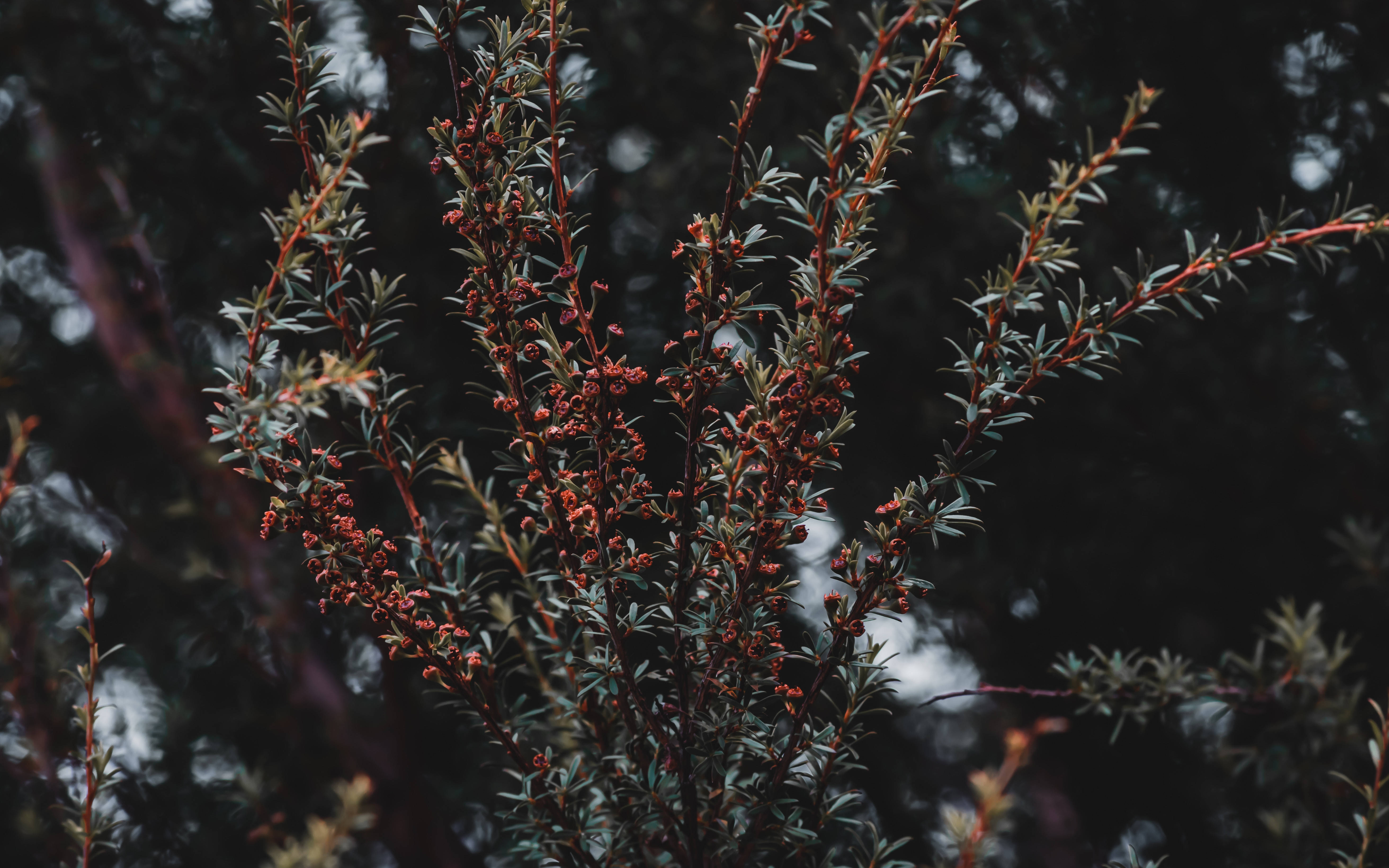 植物 桌布 壁紙 — 特寫鏡頭：深色樹枝上精緻的紅色漿果和纖細的綠葉，背景是模糊的森林。