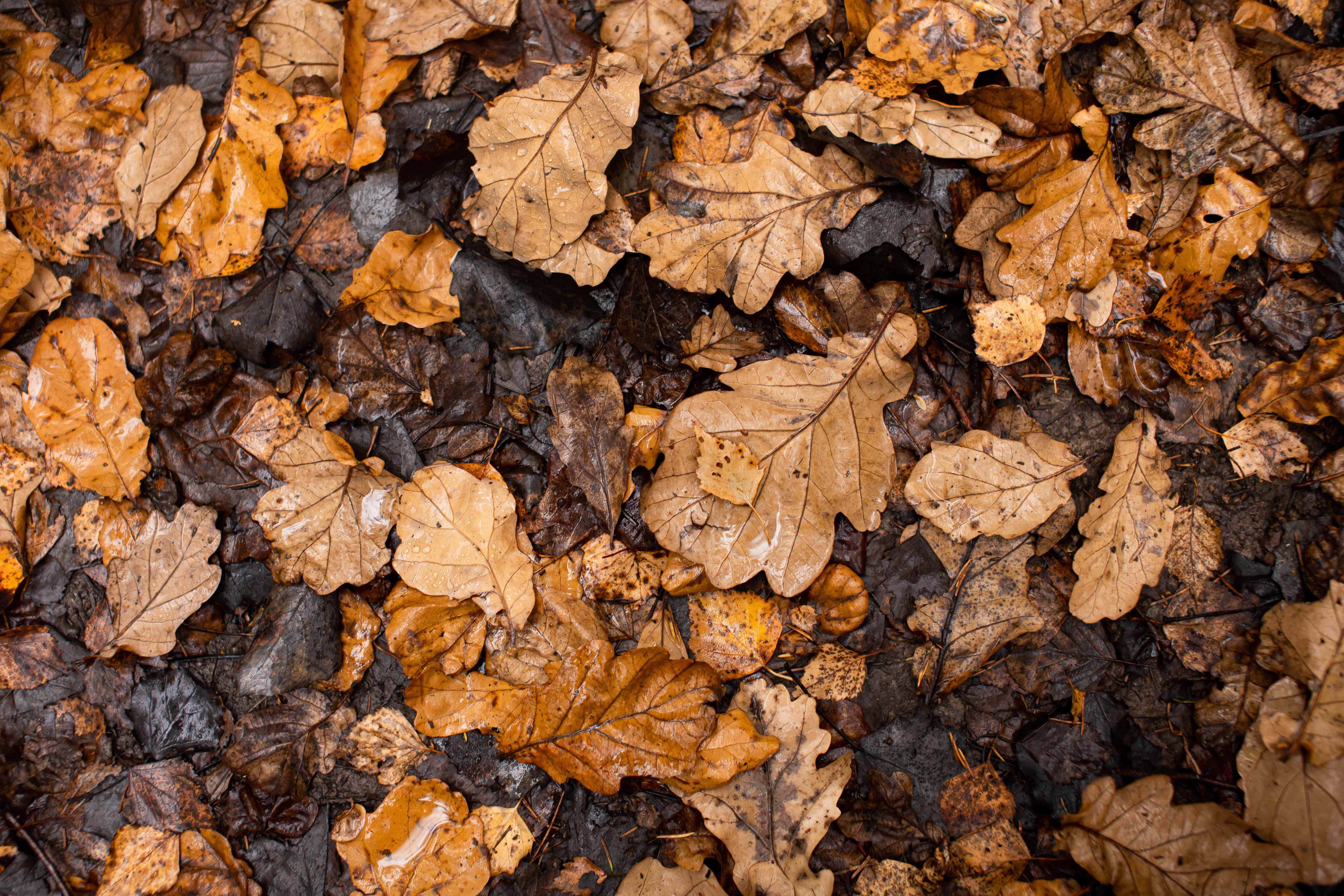 Fall Rain 桌布 壁紙 — 特寫鏡頭：潮濕的秋季橡樹葉，呈現豐富的棕色和橙色，散落在陰暗潮濕的土地上。