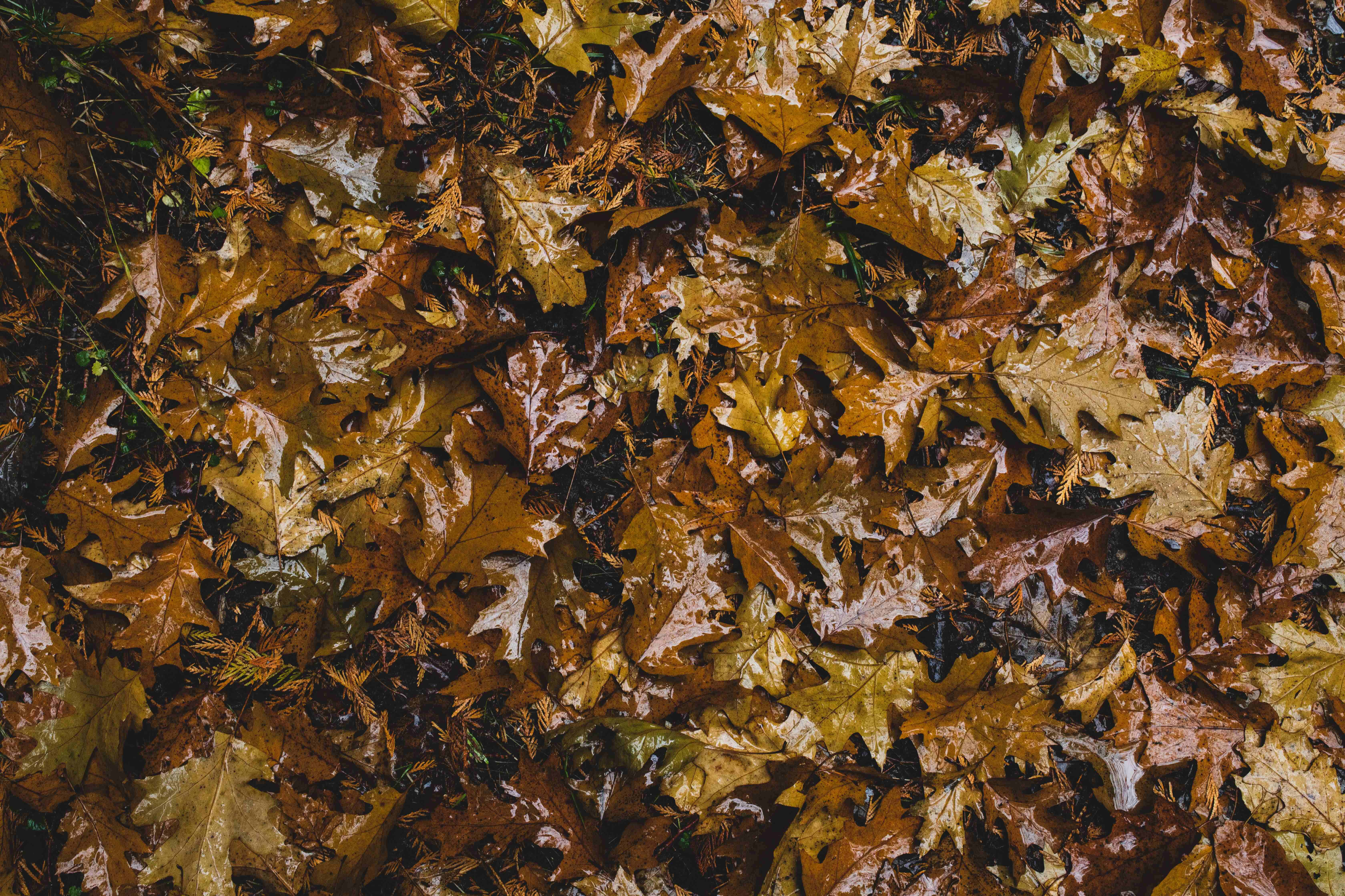 Fall Rain 桌布 壁紙 — 特寫鏡頭：濕潤的秋季橡樹葉以豐富的棕色和金色覆蓋森林地面。
