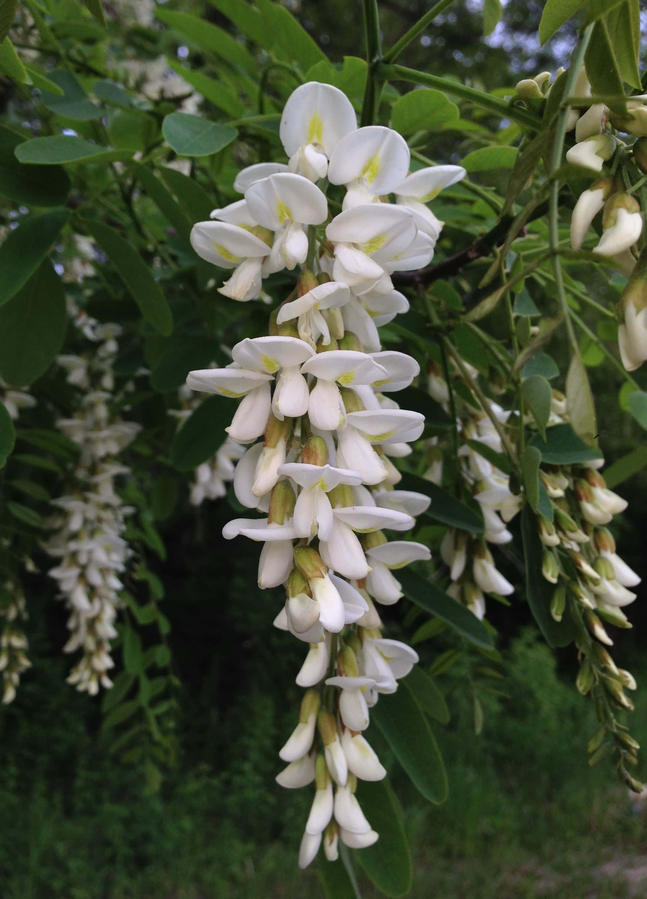 Black Locust 桌布 壁紙 — 特寫鏡頭，細緻的白花成簇懸掛在樹枝上，周圍環繞著茂密的綠葉。