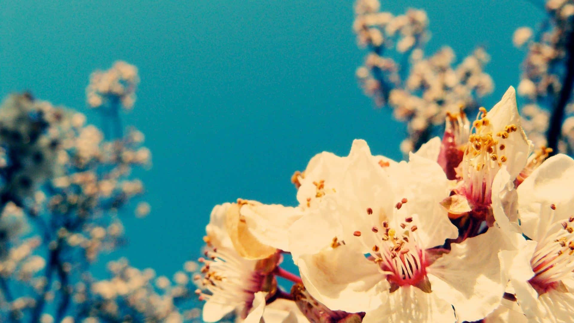 Vintage Aesthetic Plant 桌布 壁紙 — 特寫鏡頭：細膩的白色花朵，帶有黃色雄蕊，襯著鮮豔的藍天。