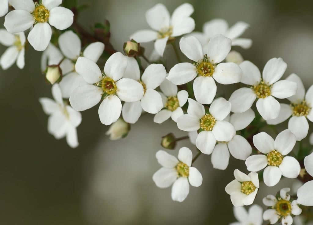 White Flowers 桌布 壁紙 — 特寫鏡頭，細膩的白花帶黃色花蕊在樹枝上盛開，背景柔和模糊。
