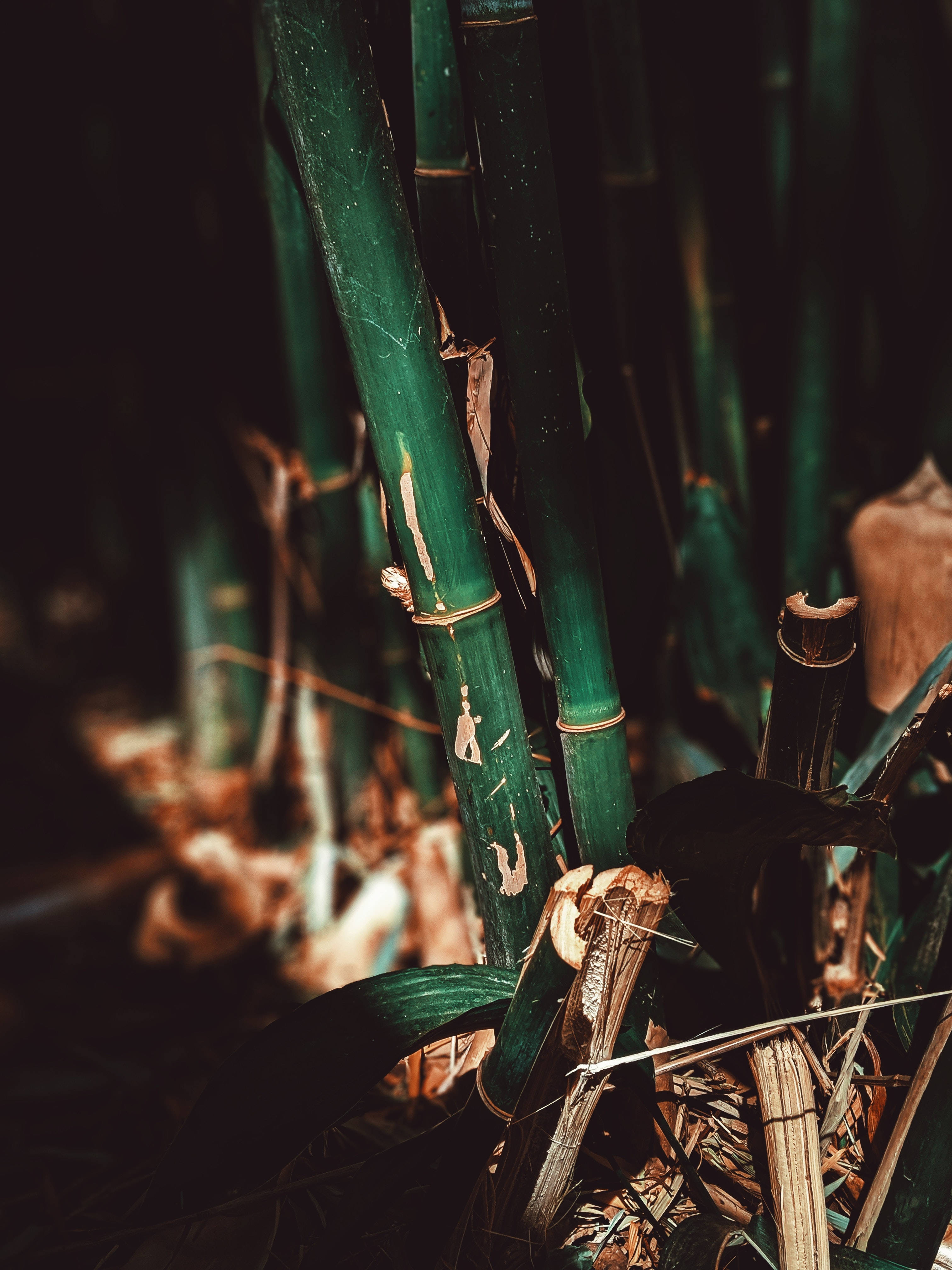 Plant 桌布 壁紙 — 特寫鏡頭：翡翠色竹莖，帶有風化斑點和枯葉，位於光線昏暗的森林地面。