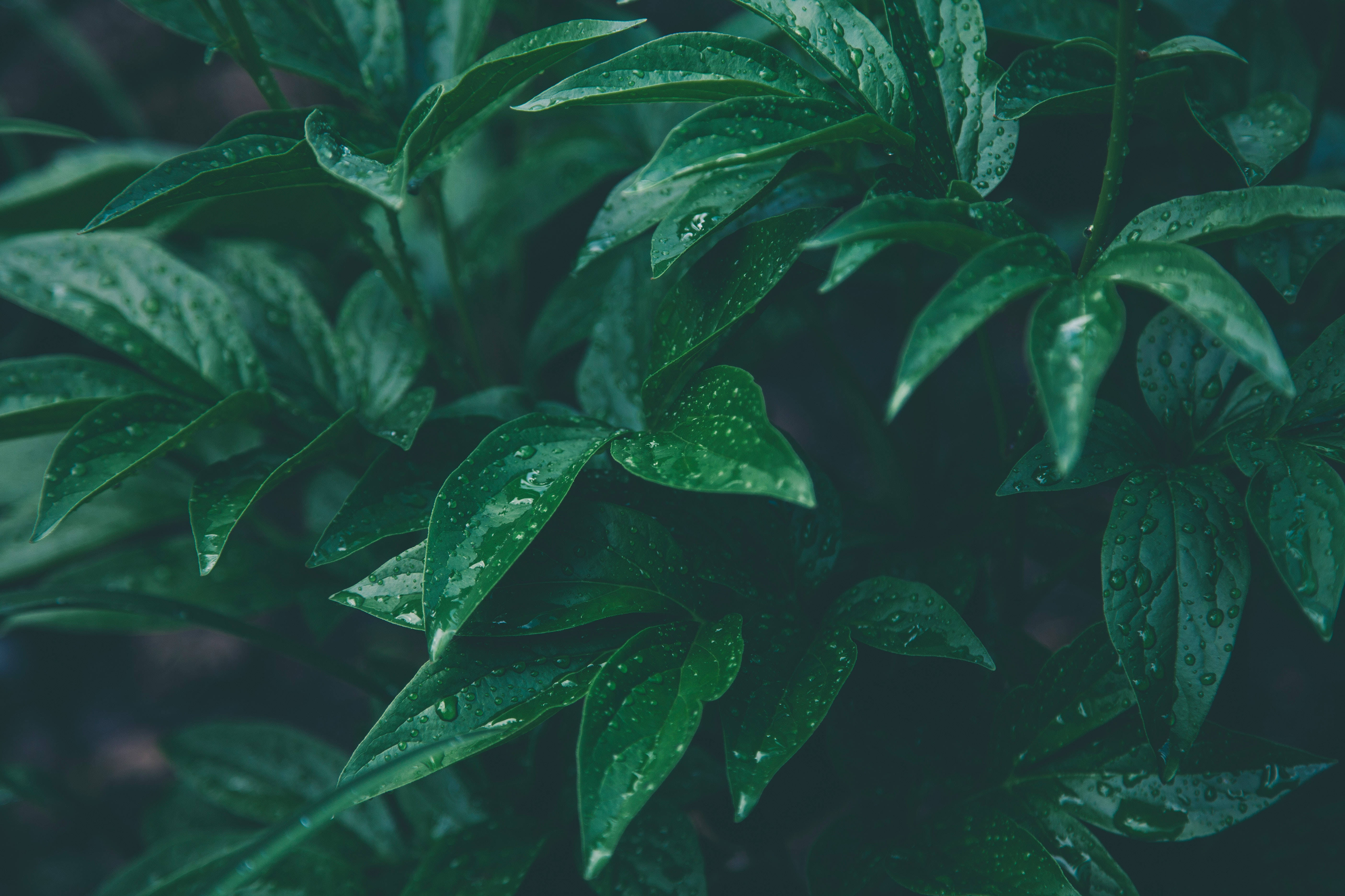 Rainy 桌布 壁紙 — 特寫鏡頭：茂盛綠葉在柔和自然光下閃爍著雨滴。