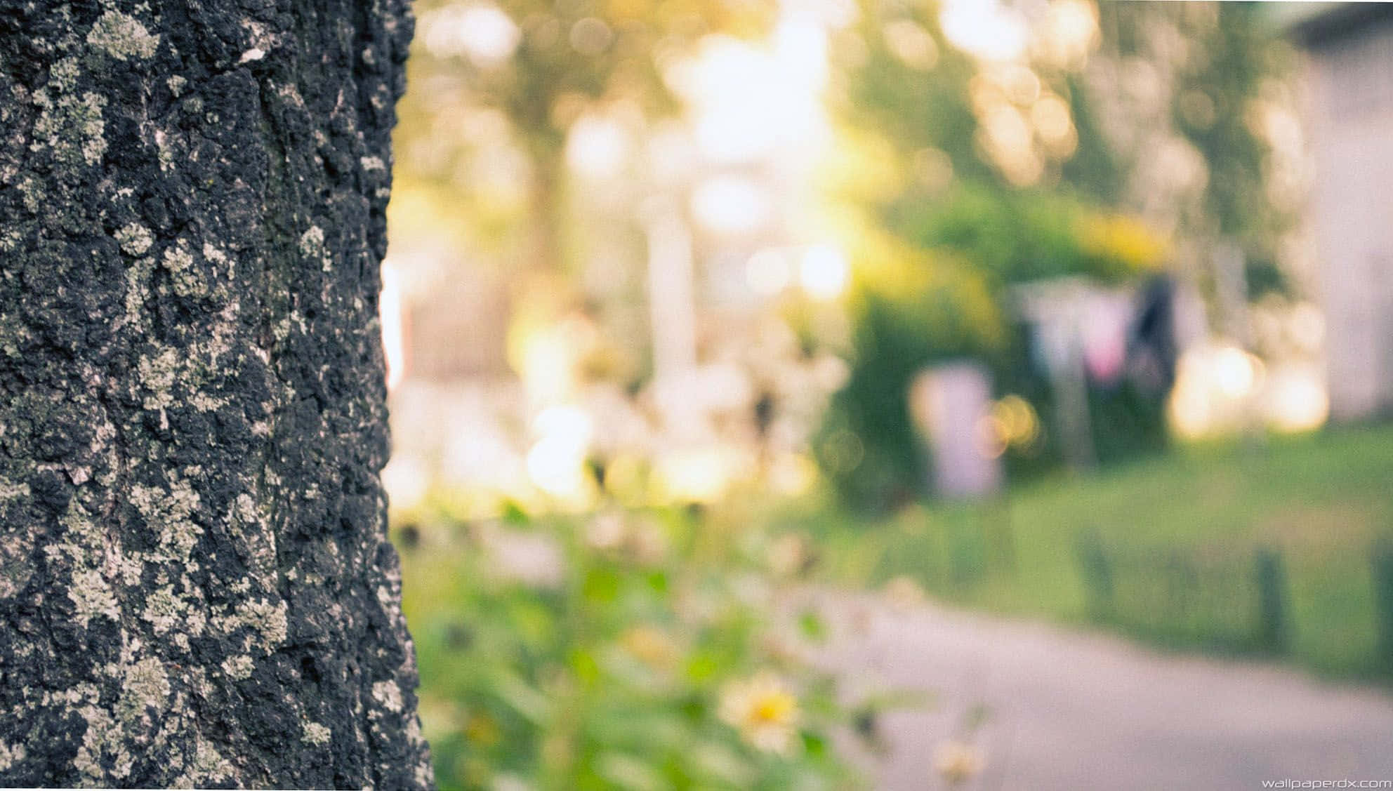 Nature Blur 桌布 壁紙 — 特寫鏡頭：長滿地衣的樹幹，背景是陽光普照的花園小徑，模糊不清。