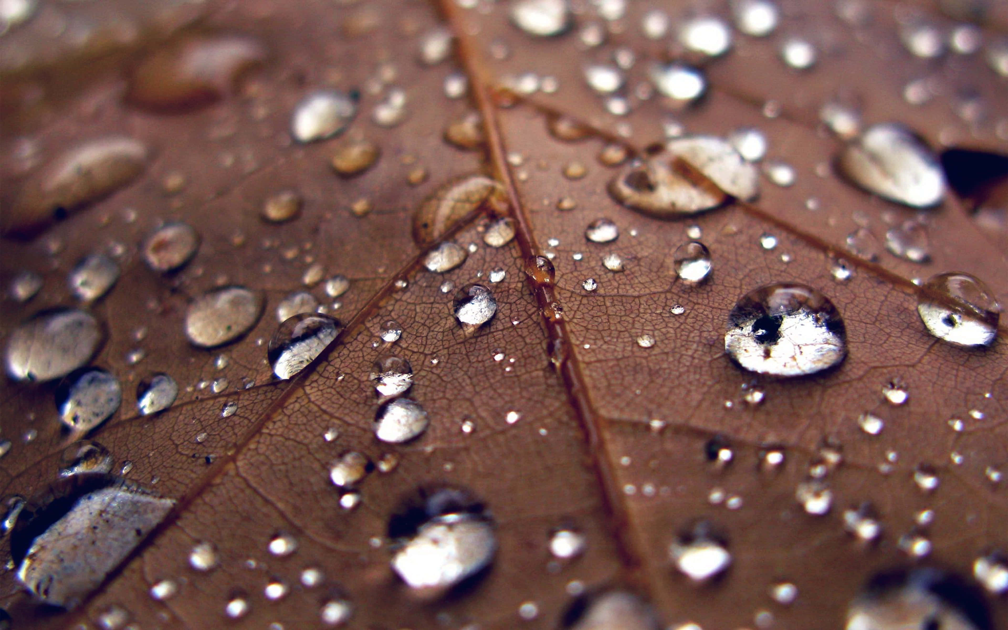 Fall Dew 桌布 壁紙 — 特寫鏡頭：雨滴在帶有紋理的棕色葉子上閃閃發光，顯露出複雜的葉脈圖案。