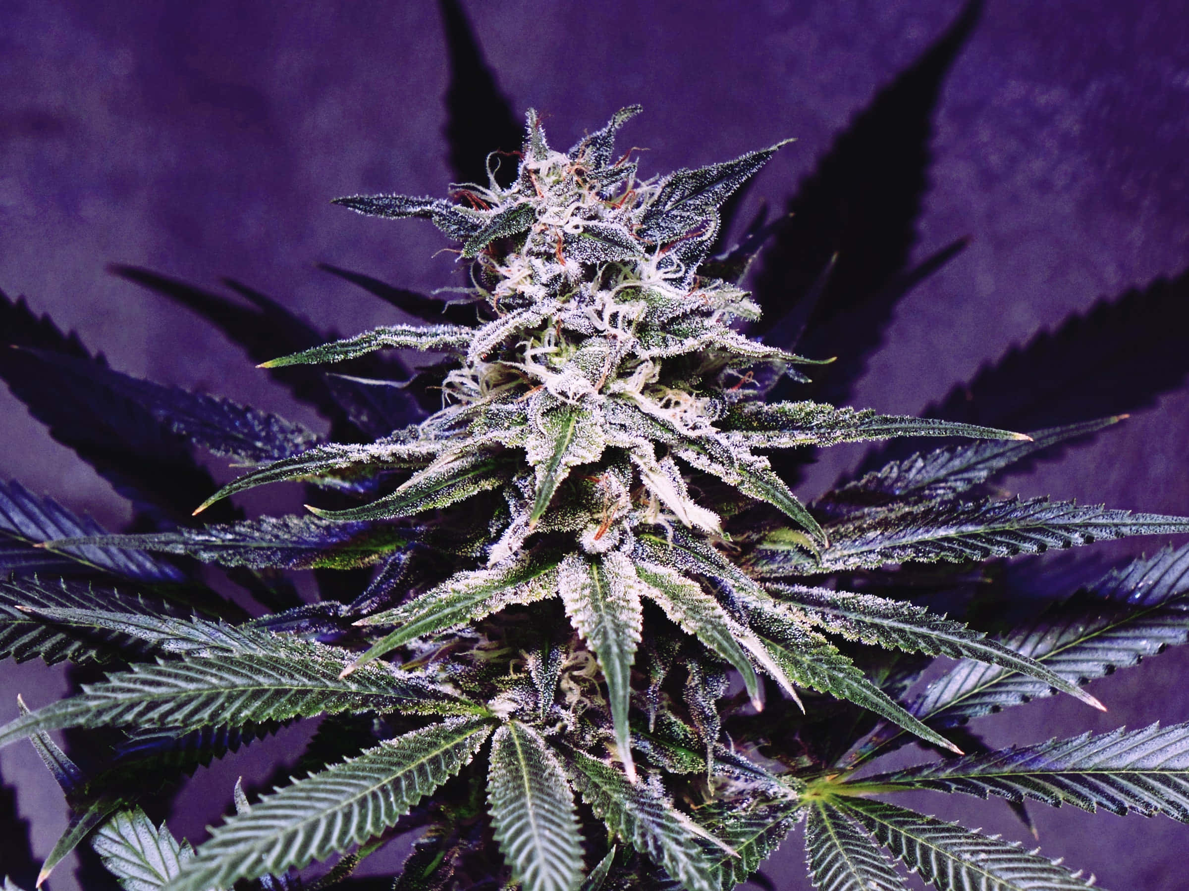 大麻 桌布 壁紙 — 特寫鏡頭：霜覆蓋的大麻花蕾，帶有鋸齒狀葉片，背景為深紫色。