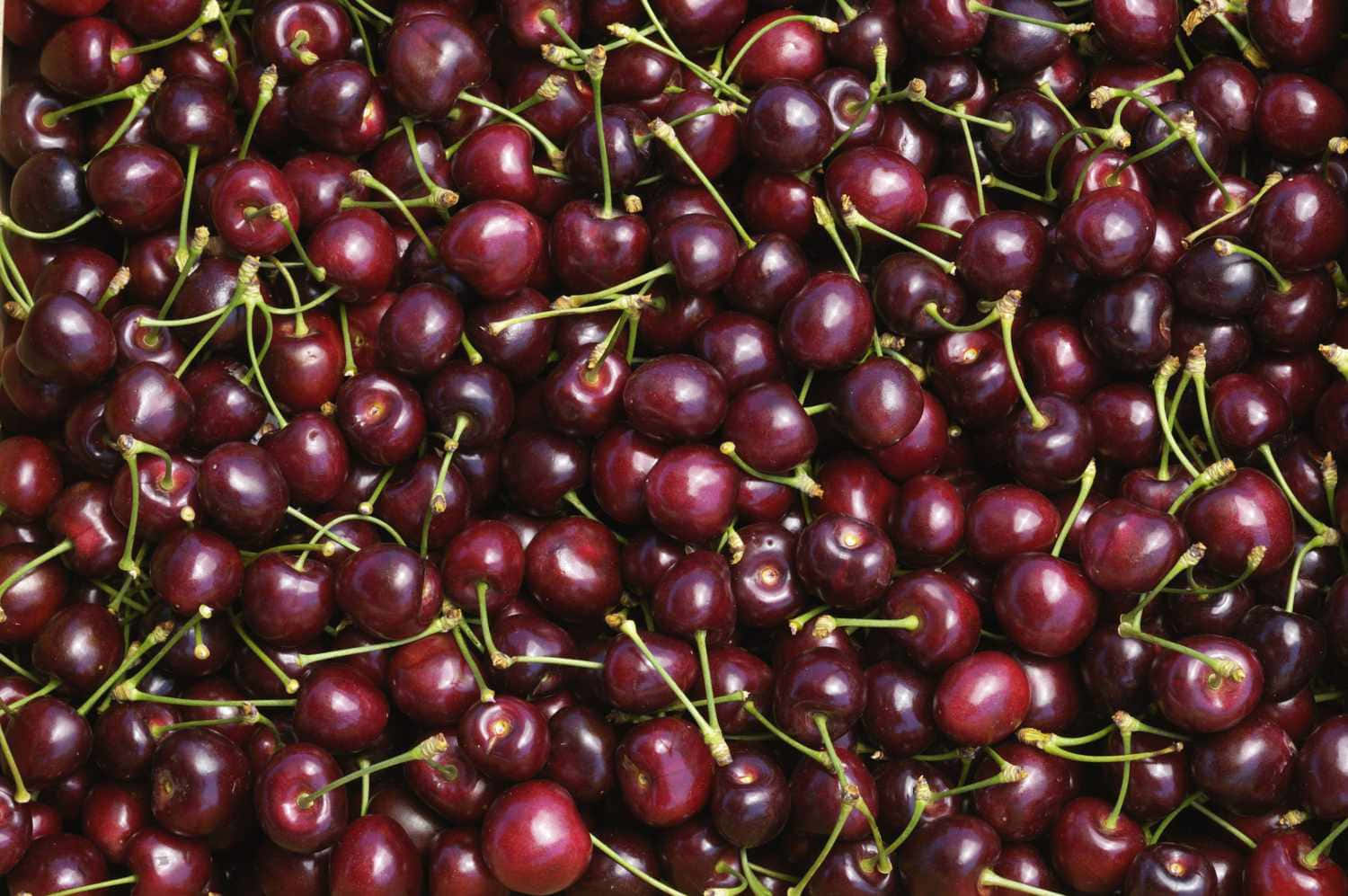 Black Cherry 桌布 壁紙 — 特寫鏡頭，飽滿的深紅色櫻桃帶有綠色莖部，密集地堆疊在一起。