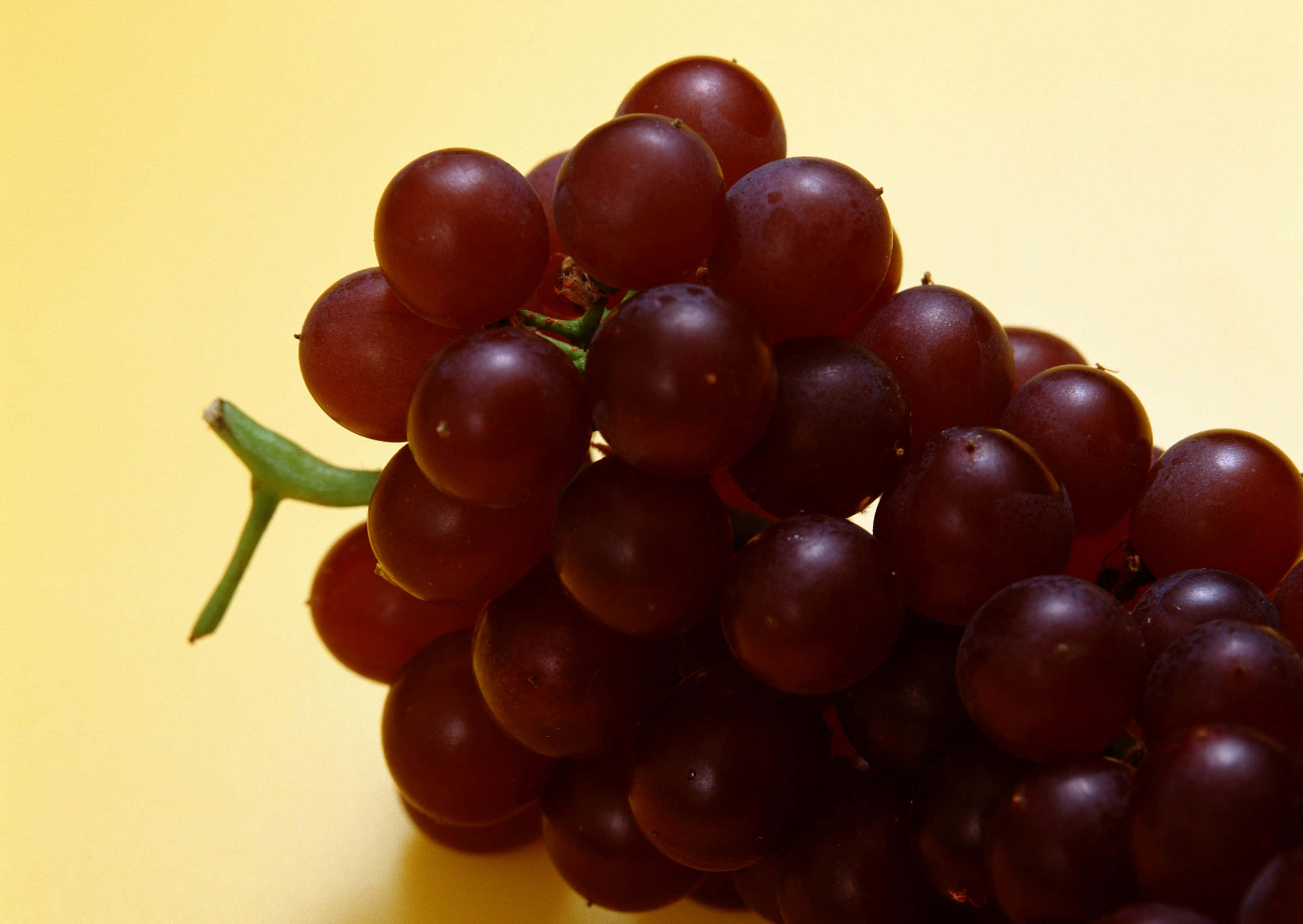 Purple Grapes 桌布 壁紙 — 特寫鏡頭：飽滿的深紅色葡萄，帶有綠色莖，襯以柔和的黃色背景。