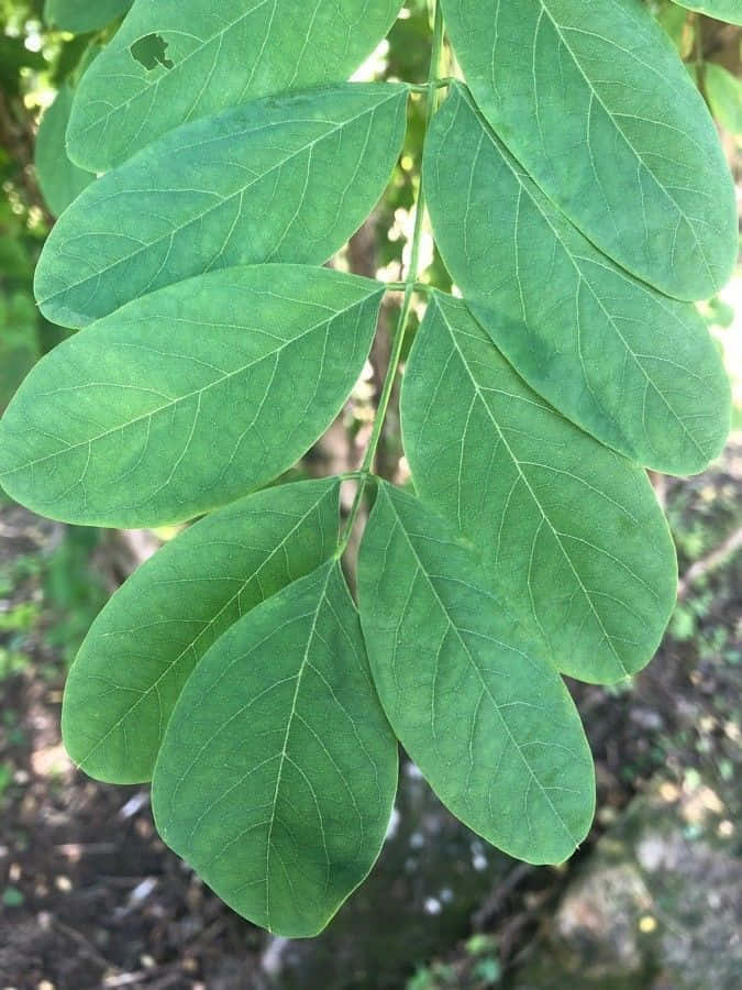 Black Locust 桌布 壁紙 — 特寫鏡頭：鮮綠色複葉，葉脈清晰可見，背景是柔和模糊的森林。