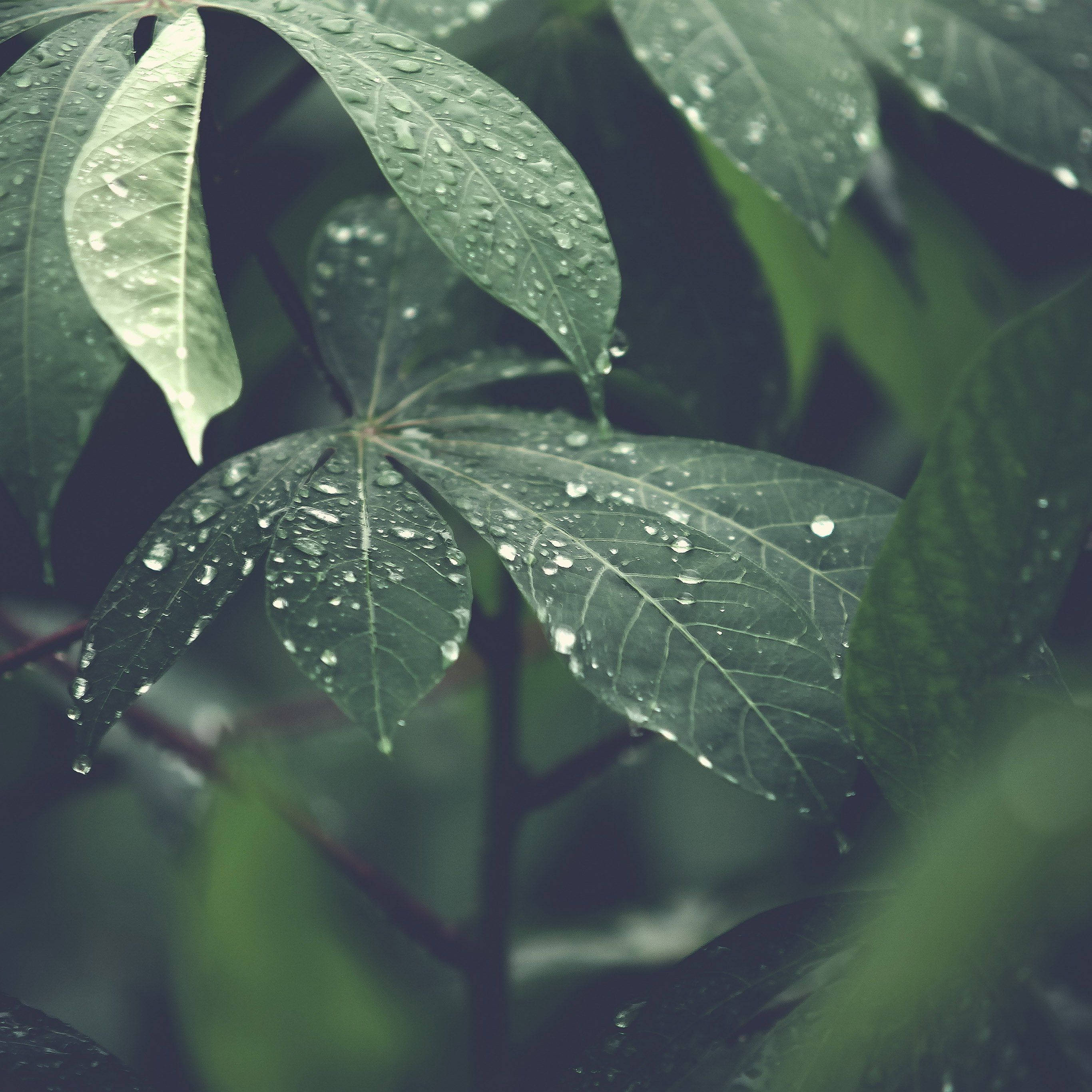 Rainy 桌布 壁紙 — 特寫鏡頭，鮮綠葉片上閃爍著清新的雨滴，背景是柔和模糊的森林。