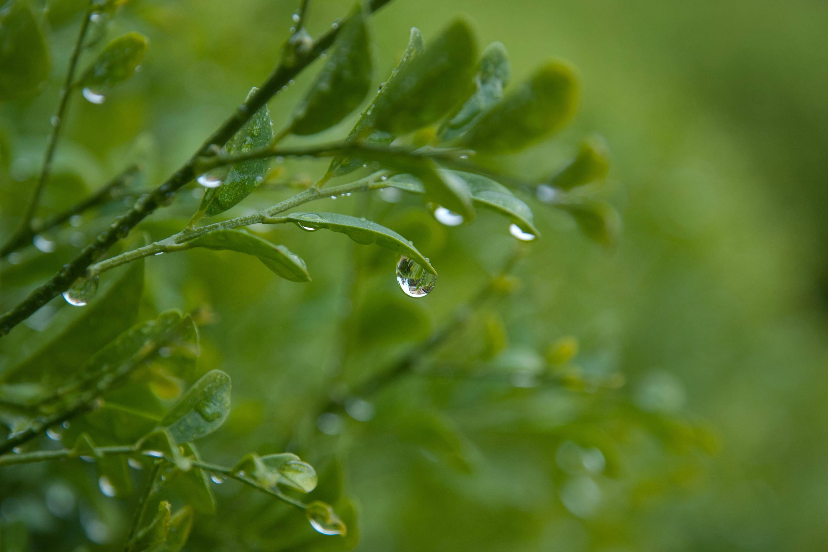 植物美學 桌布 壁紙 — 特寫鏡頭：鮮綠葉片上閃爍著清新雨滴，背景柔和模糊的自然風光。
