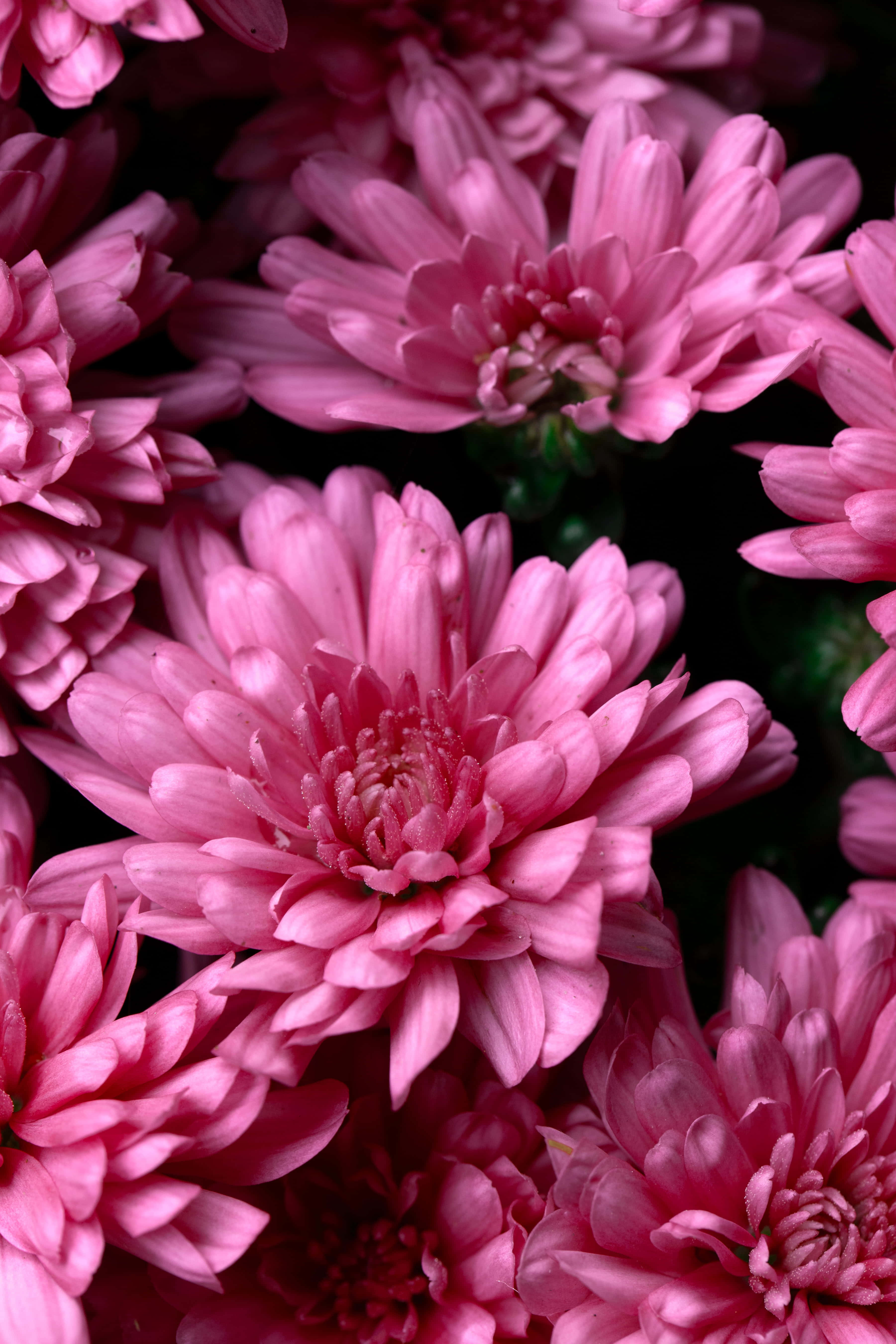 Pink Chrysanthemums 桌布 壁紙 — 特寫鏡頭：鮮豔的粉紅色菊花，花瓣層層疊疊，襯托在深色背景上。
