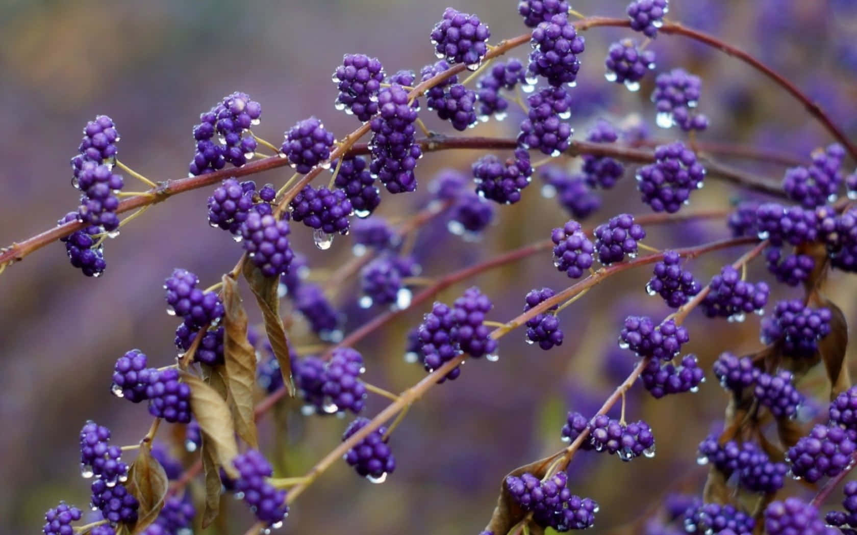 Purple Berries 桌布 壁紙 — 特寫鏡頭：鮮豔的紫色漿果在纖細的樹枝上閃爍著露珠，背景柔和模糊。