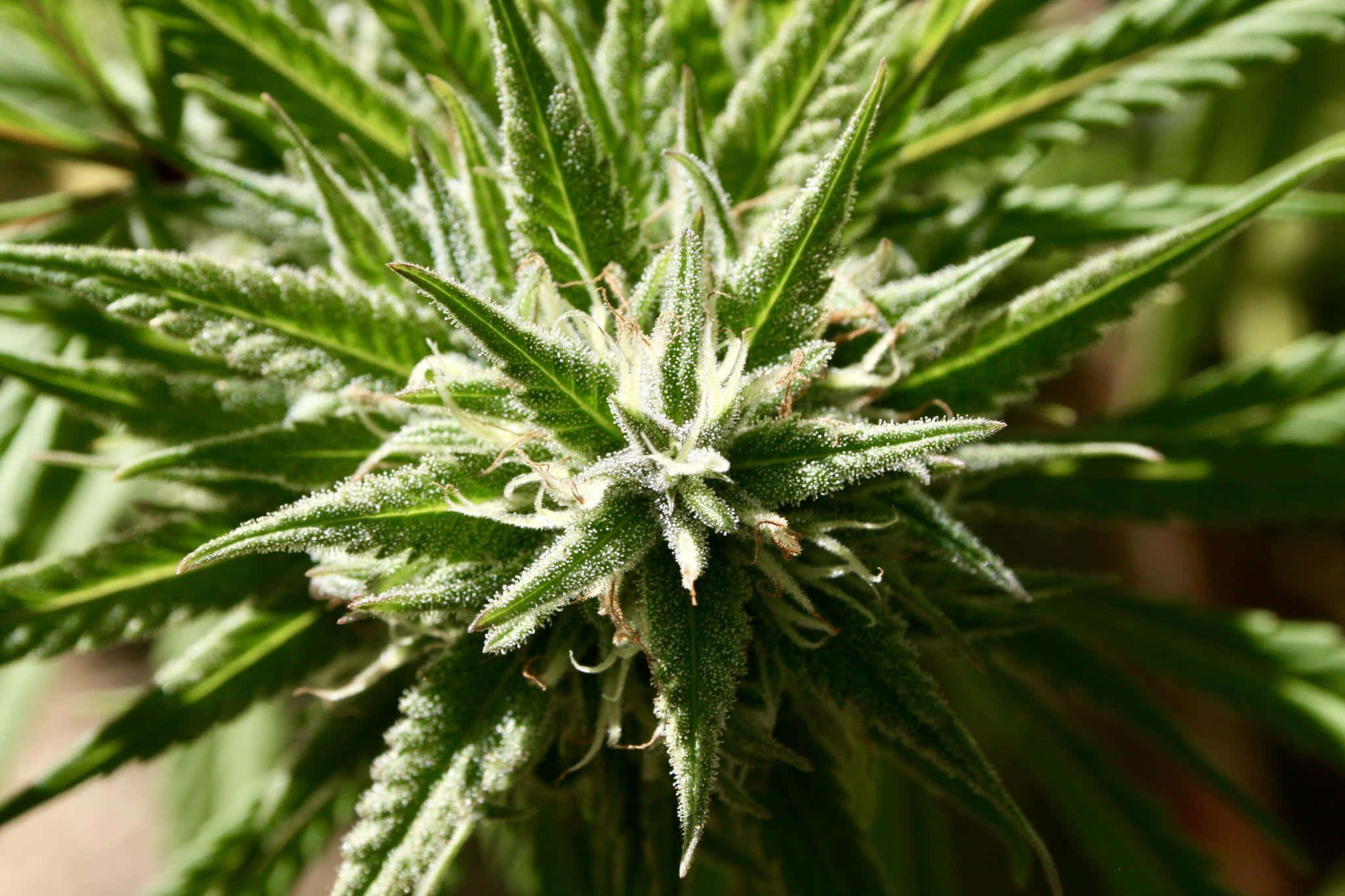 大麻 桌布 壁紙 — 特寫鏡頭下，大麻花蕾帶有霜狀毛狀體和鋸齒狀綠葉，在明亮光線中展現。