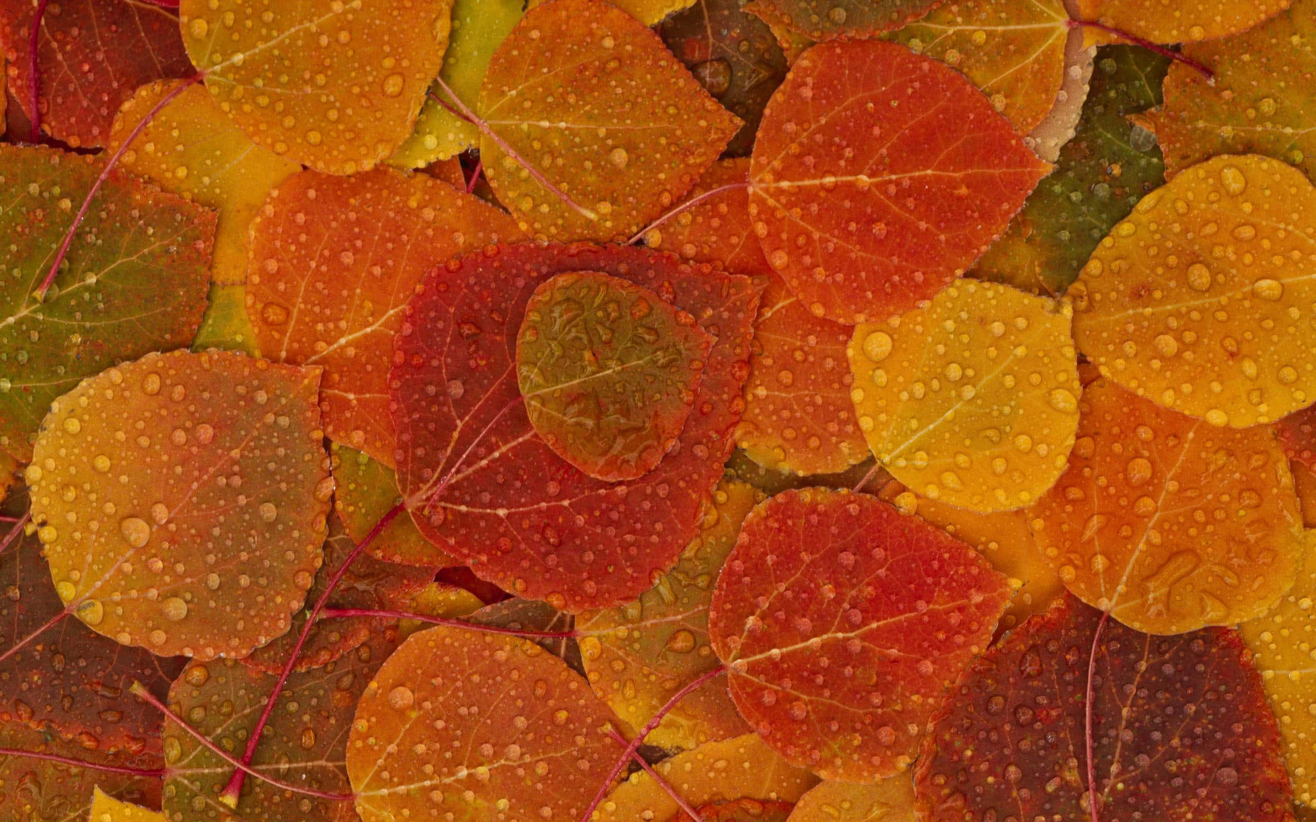 Fall Foliage 桌布 壁紙 — 特寫鮮豔的秋葉，呈現紅色、橙色和黃色色調，覆蓋著閃閃發光的水滴。