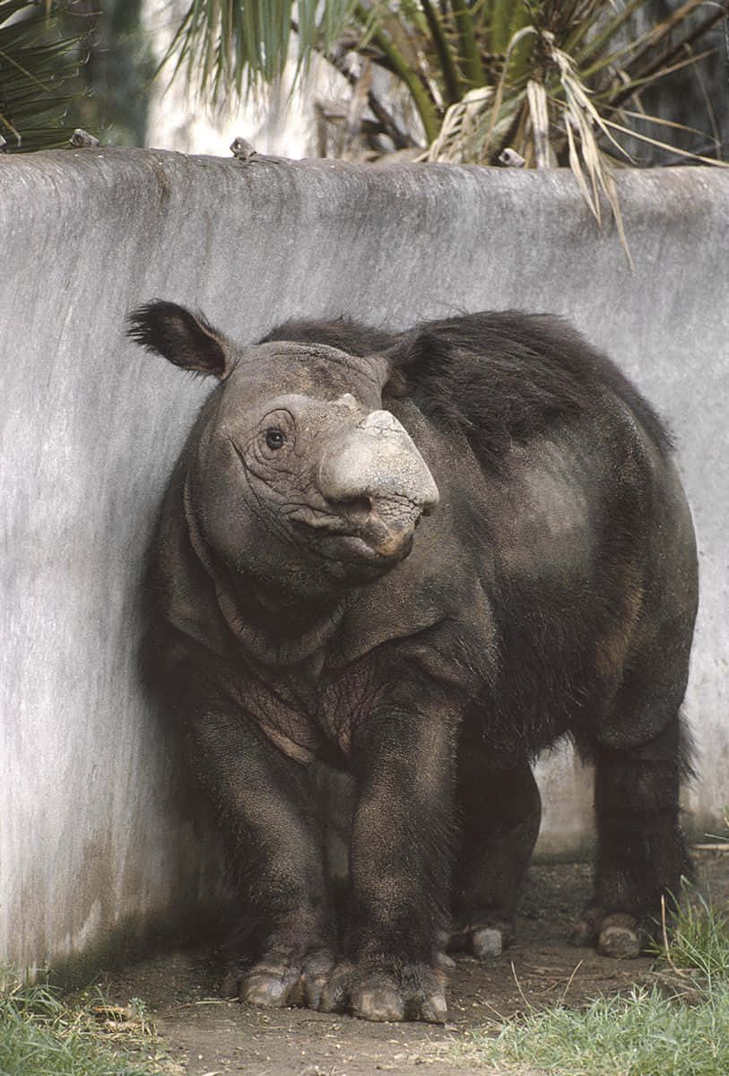 犀牛的近照 壁紙 — 一隻年輕的蘇門答臘犀牛站在動物園圍欄內的混凝土牆附近，頭頂有棕櫚葉。