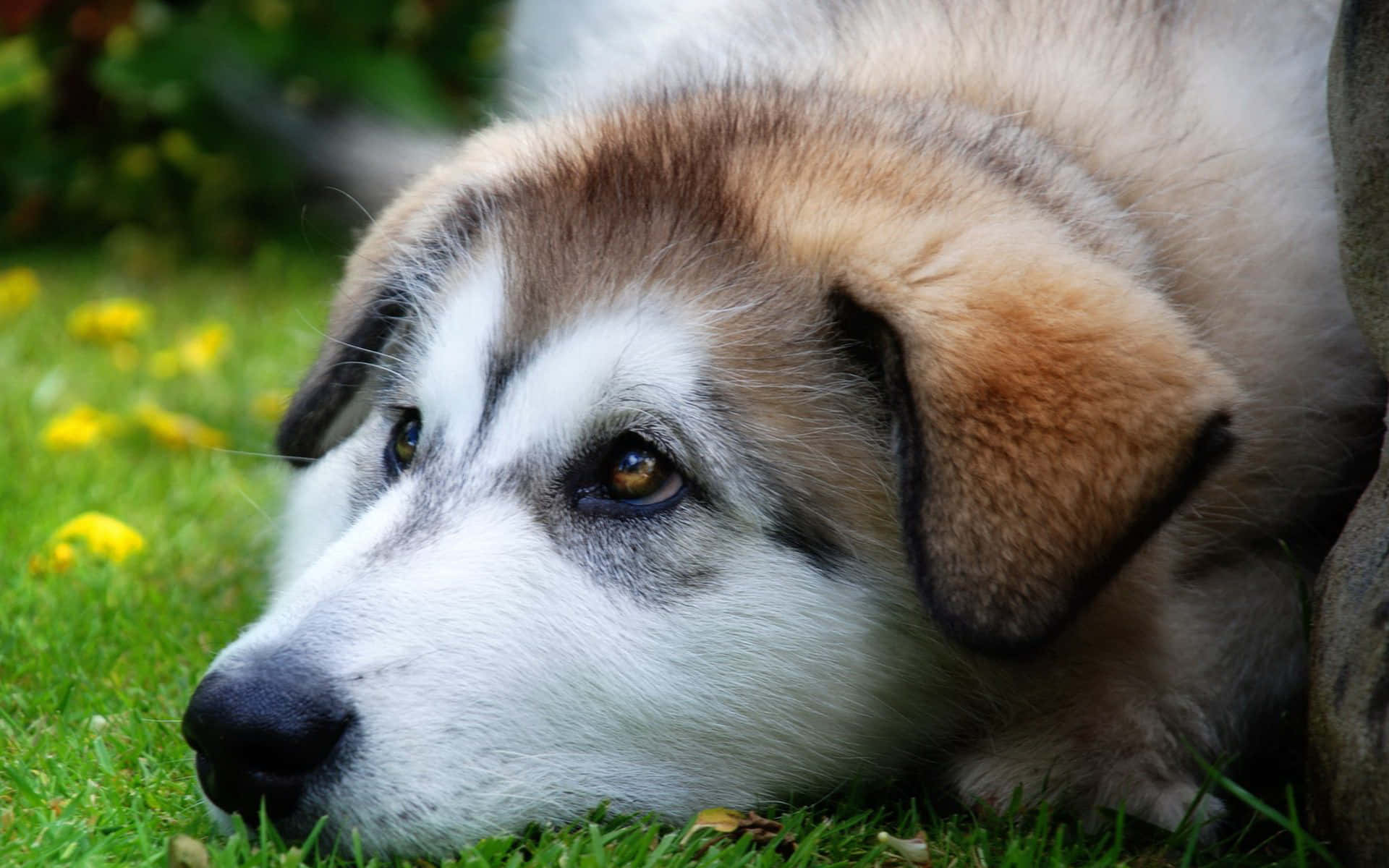 一隻哈士奇幼犬躺在草地上，附近有黃色花朵。