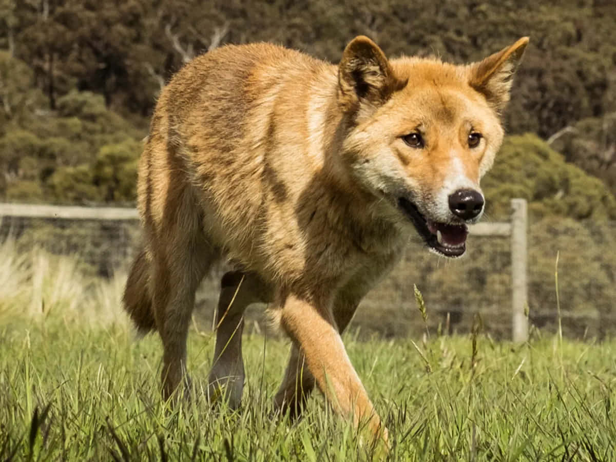 狂犬野狗圖 壁紙 — 一隻澳洲野狗自信地走過陽光照耀的綠色草地，背景是模糊的樹林山坡。