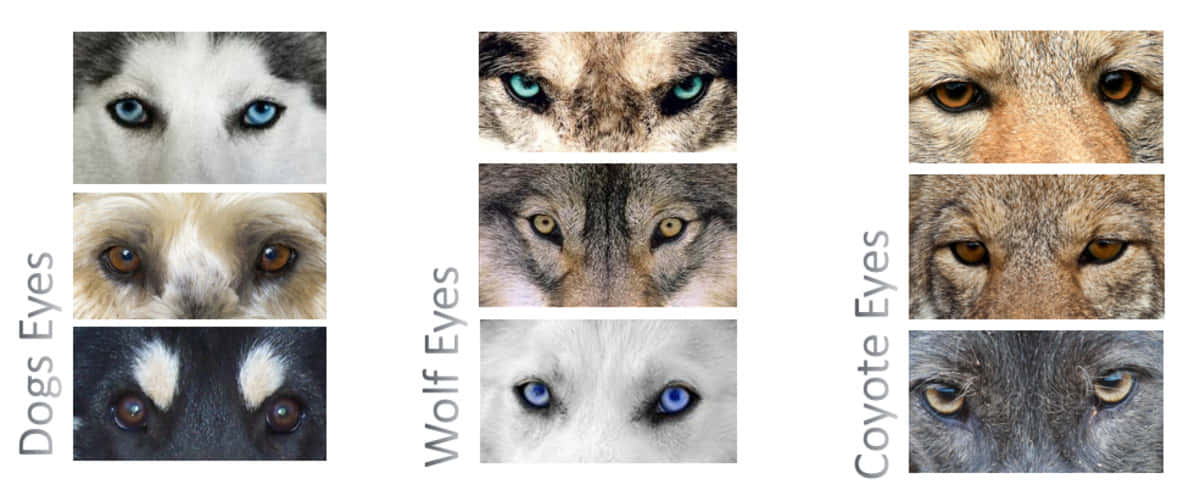 Wolf Eyes 桌布 壁紙 — 狗、狼和郊狼眼睛的特寫拼貼，展示多樣的毛髮質地和引人注目的眼睛顏色。