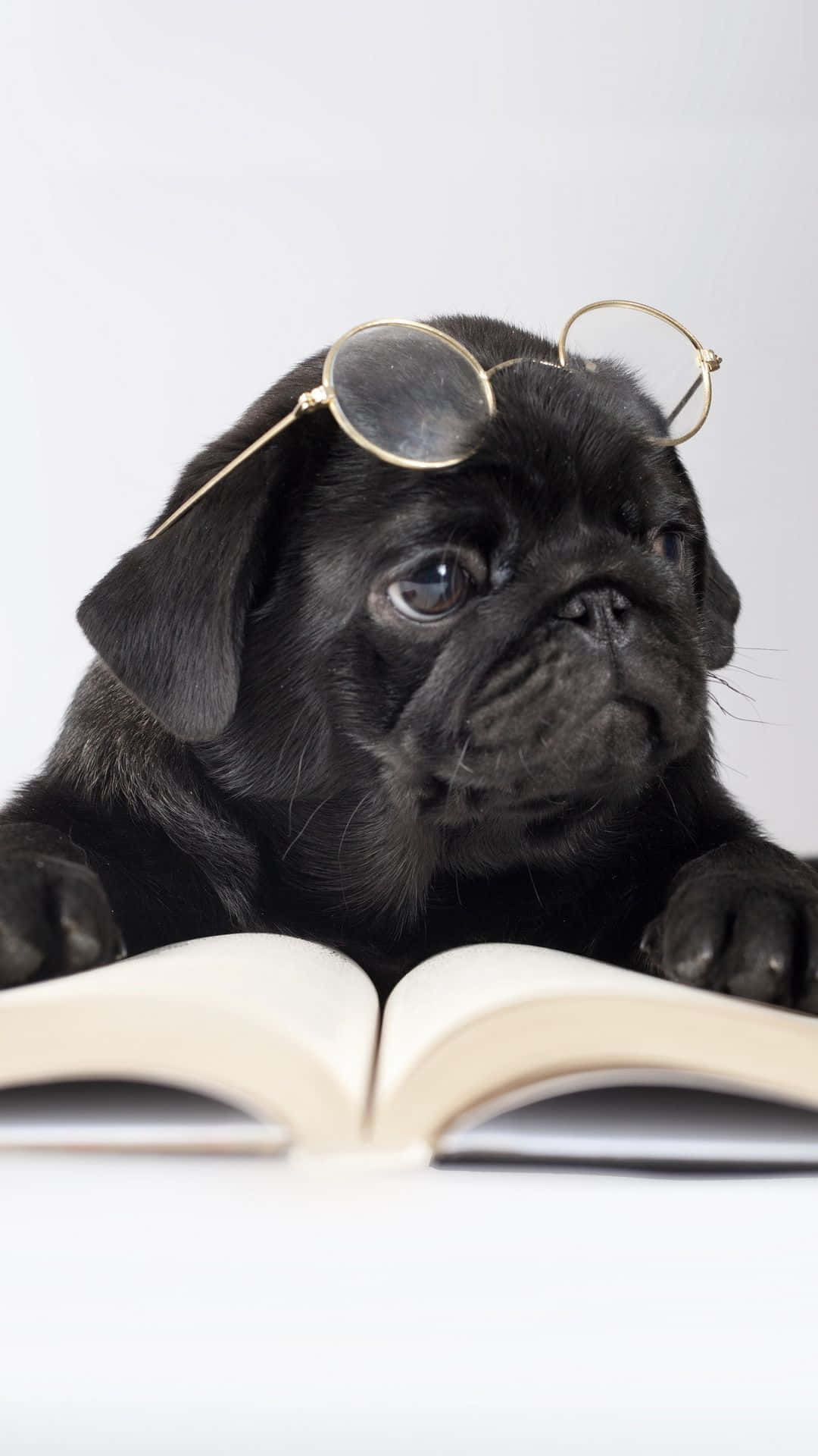 戴眼鏡的黑色八哥犬幼犬在讀書