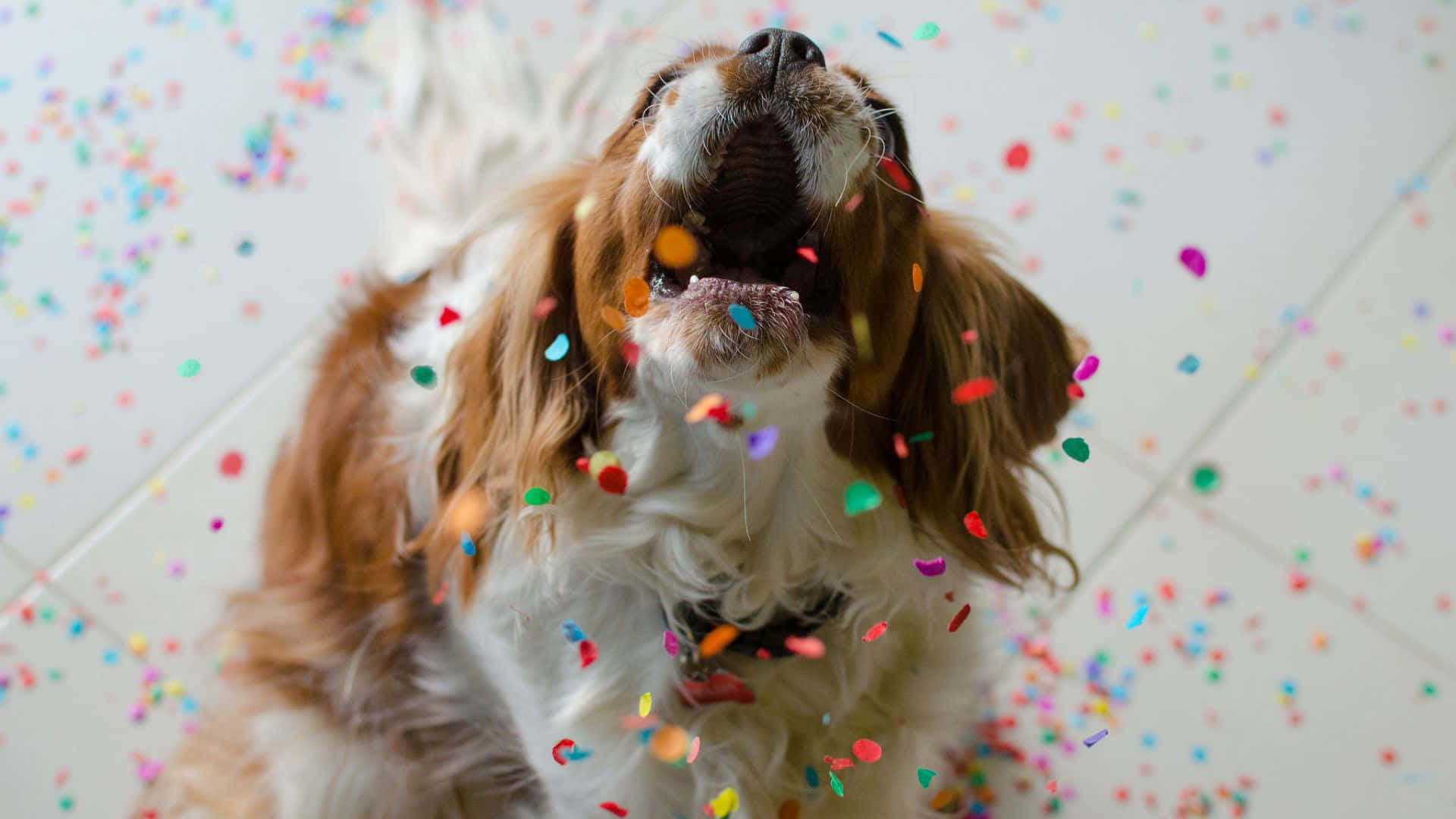 狗狗歡慶飛舞彩帶照片 壁紙 — 一隻快樂的騎士查理王小獵犬，彩色紙屑在牠張開的嘴巴周圍旋轉，背景是瓷磚地板。