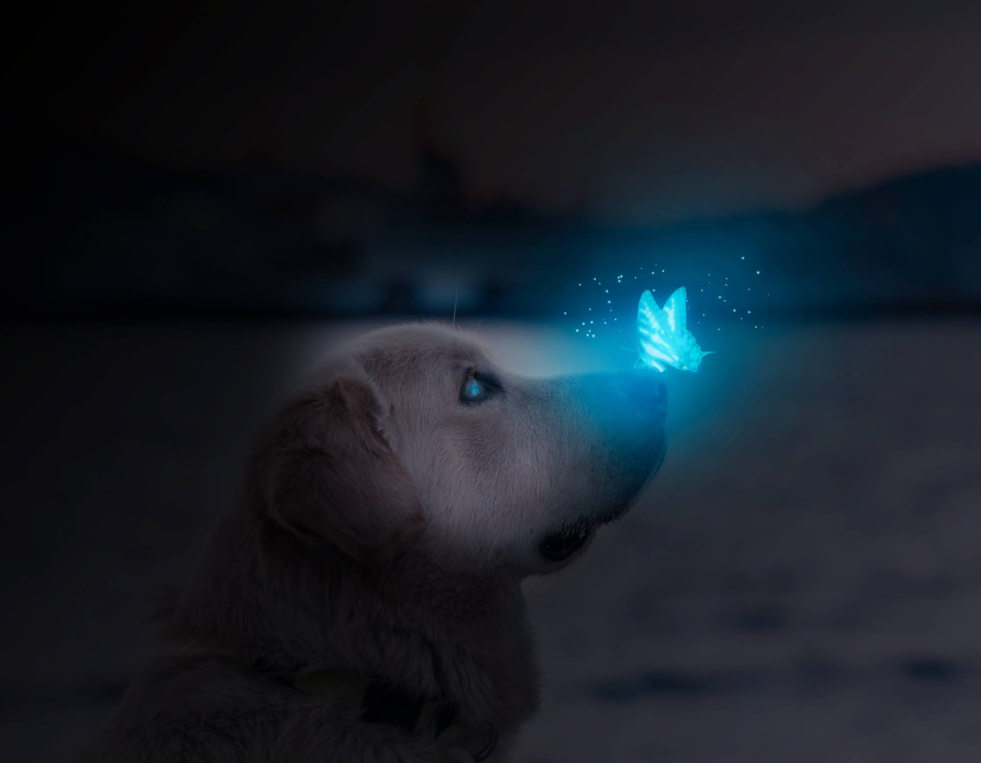金毛尋回犬幼犬在夜晚的海灘上觀看發光的藍色蝴蝶