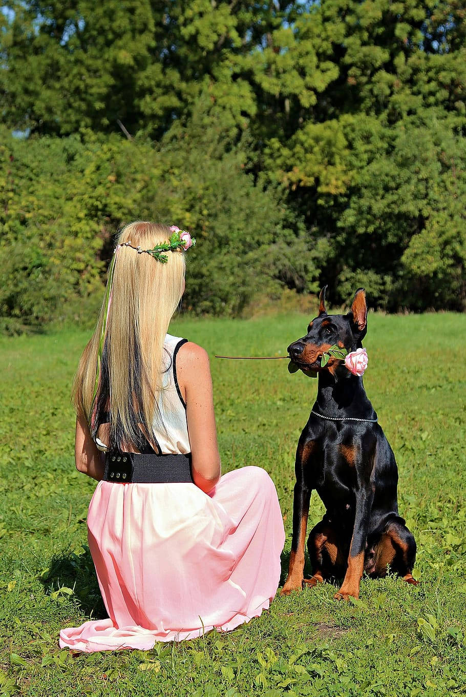 粉紅裙女子與嘴叼玫瑰的杜賓犬在草地上