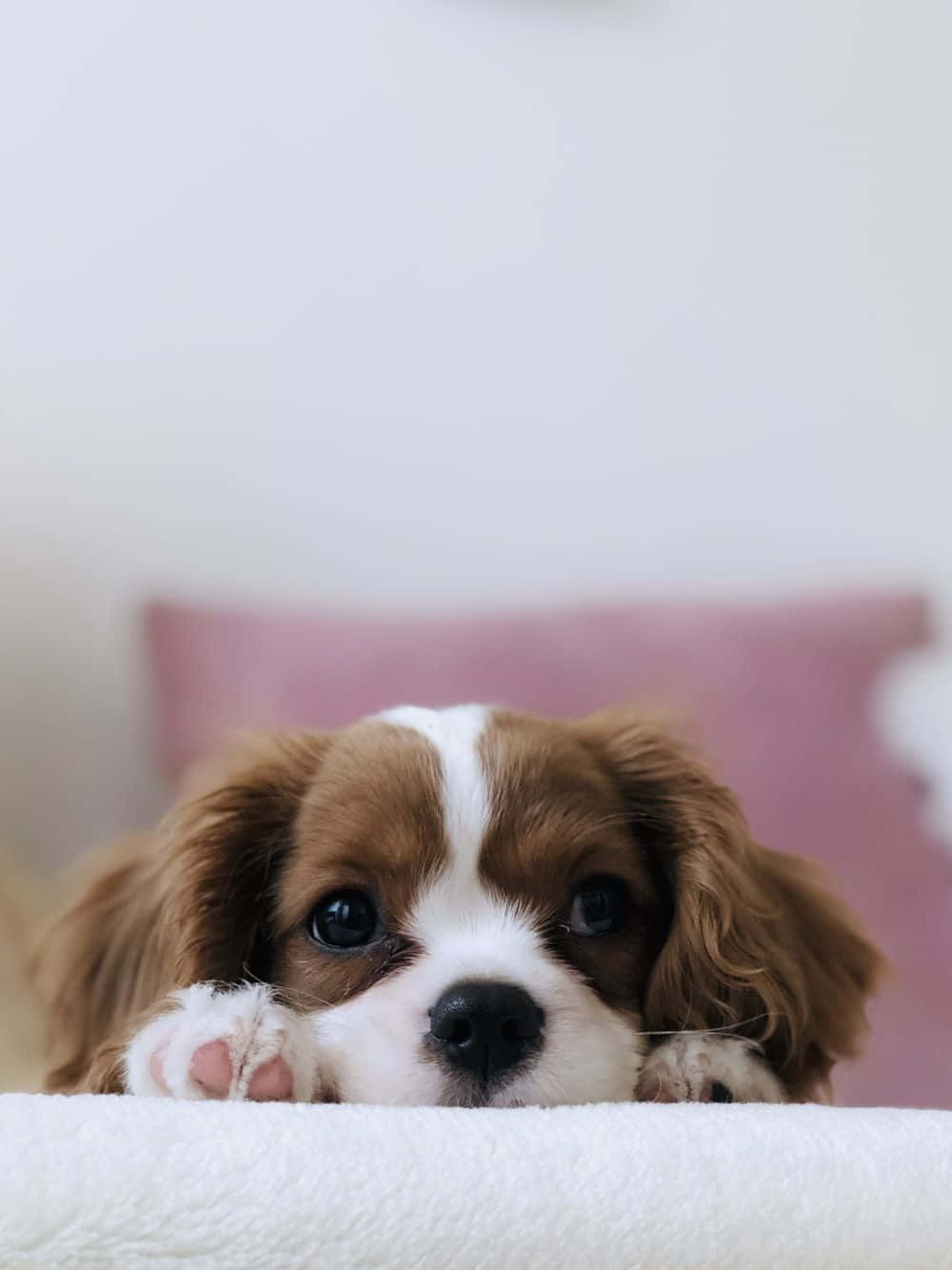 一隻毛茸茸的棕白色幼犬，用黑色大眼睛從白色毛毯上方偷看。