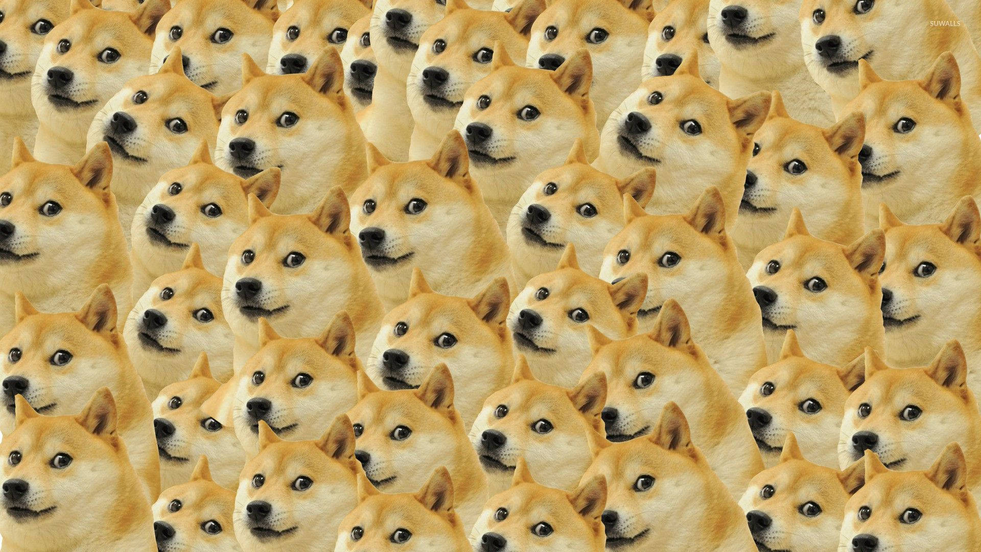 重複柴犬臉部圖案的壁紙，眼睛睜大，頭部傾斜。