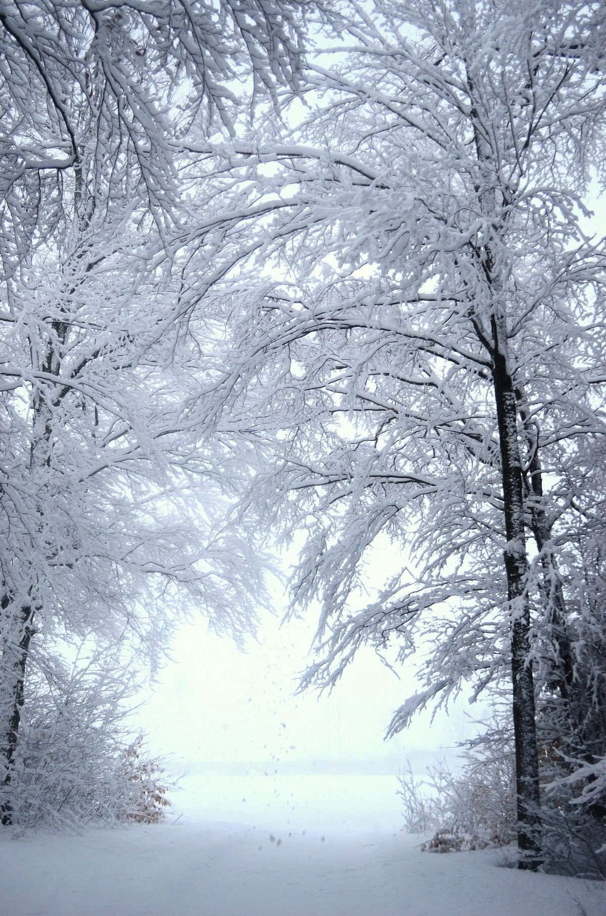 被雪覆蓋的樹木框出一條寧靜的冬日小徑，雪花飄落。