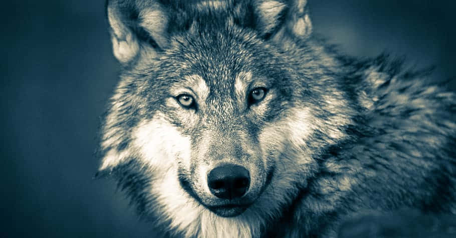 Timber Wolf 桌布 壁紙 — 狼嘅特寫，展現佢強烈嘅眼神、細緻嘅毛髮同銳利嘅眼睛，背景係深藍色。
