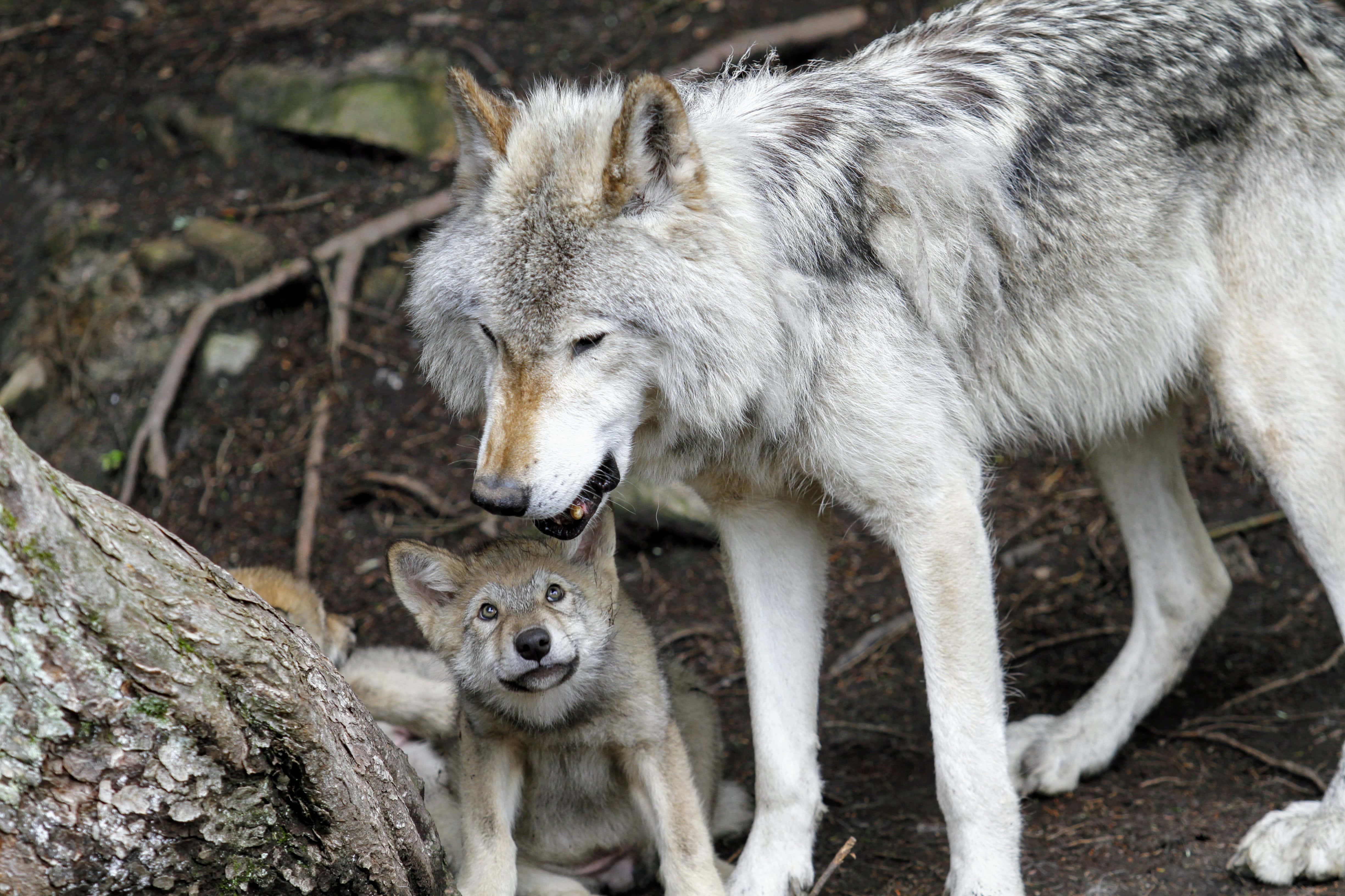 Timber Wolf 桌布 壁紙 — 狼媽媽喺森林空地輕輕用鼻擦佢嘅幼崽，周圍有長滿苔蘚嘅石頭同掉落嘅樹枝。