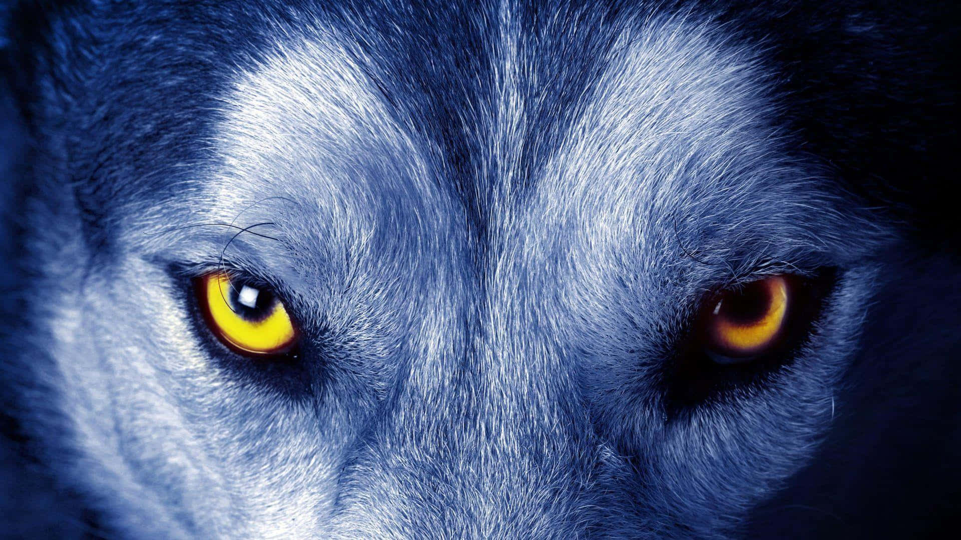 3d Wolf 桌布 壁紙 — 狼的強烈發光黃色眼睛特寫，背景為深藍色毛皮。