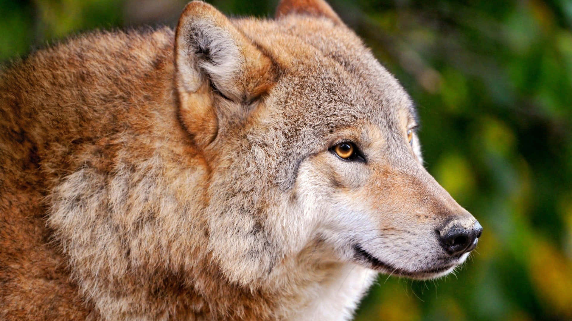 Wild Animals 桌布 壁紙 — 狼頭側面特寫，毛髮細緻，琥珀色眼睛，背景是模糊的綠色森林。